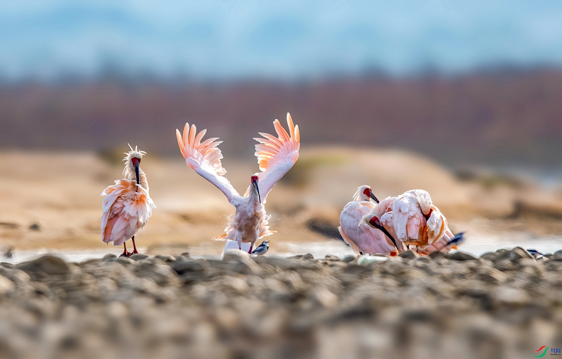 DSC_3557 ����_���� ����.jpg