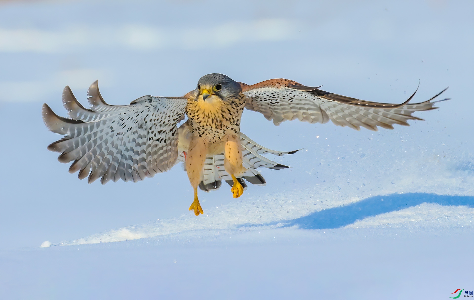 ѩ��ӥ�� --����  A0570-33.jpg