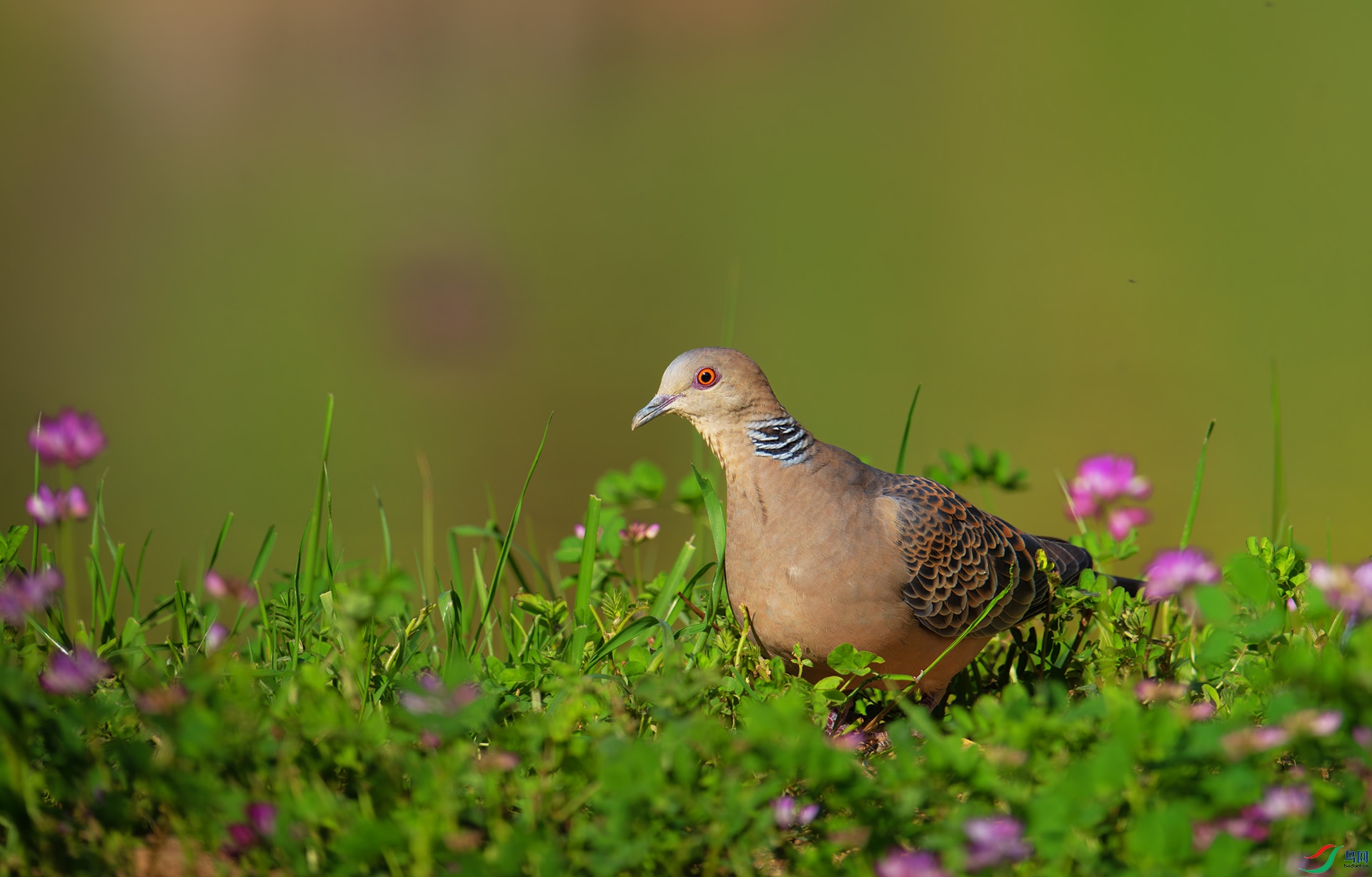 DSC_3463-1.jpg