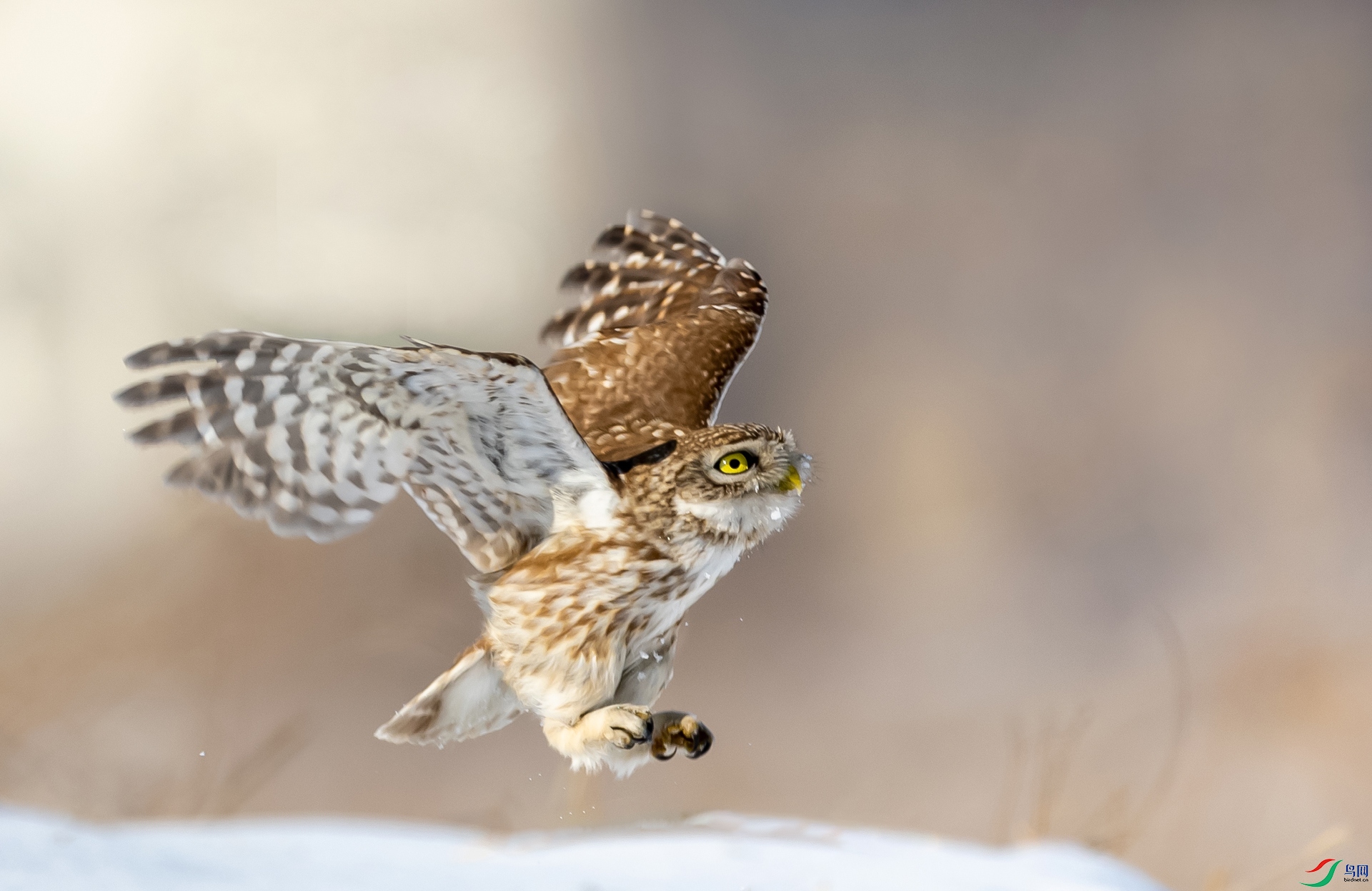 ����Ŀ��