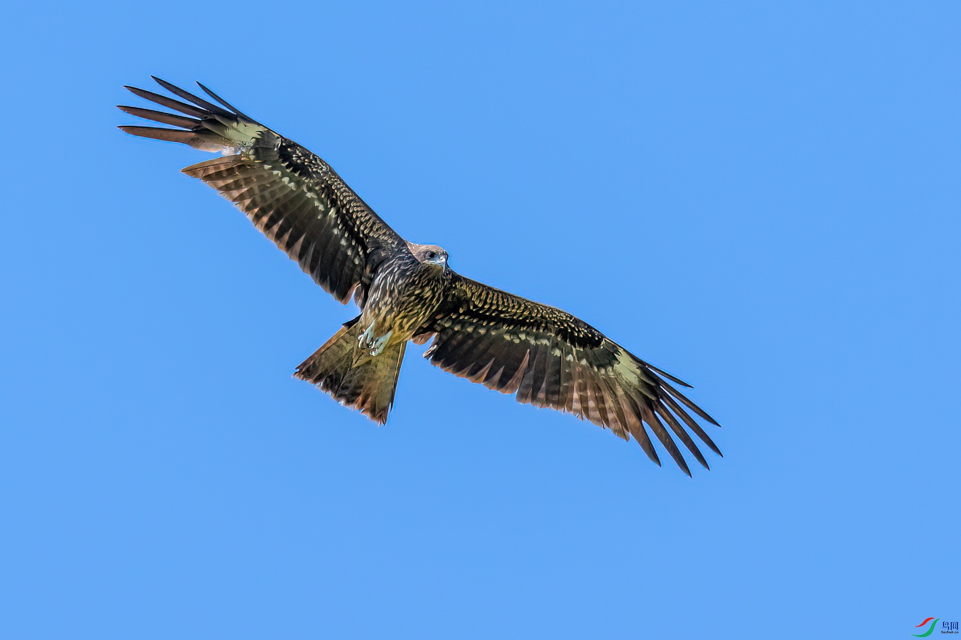 DSC_0158.jpg