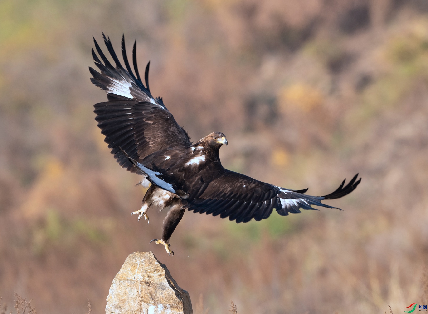 DSC04536 ����_����.jpg