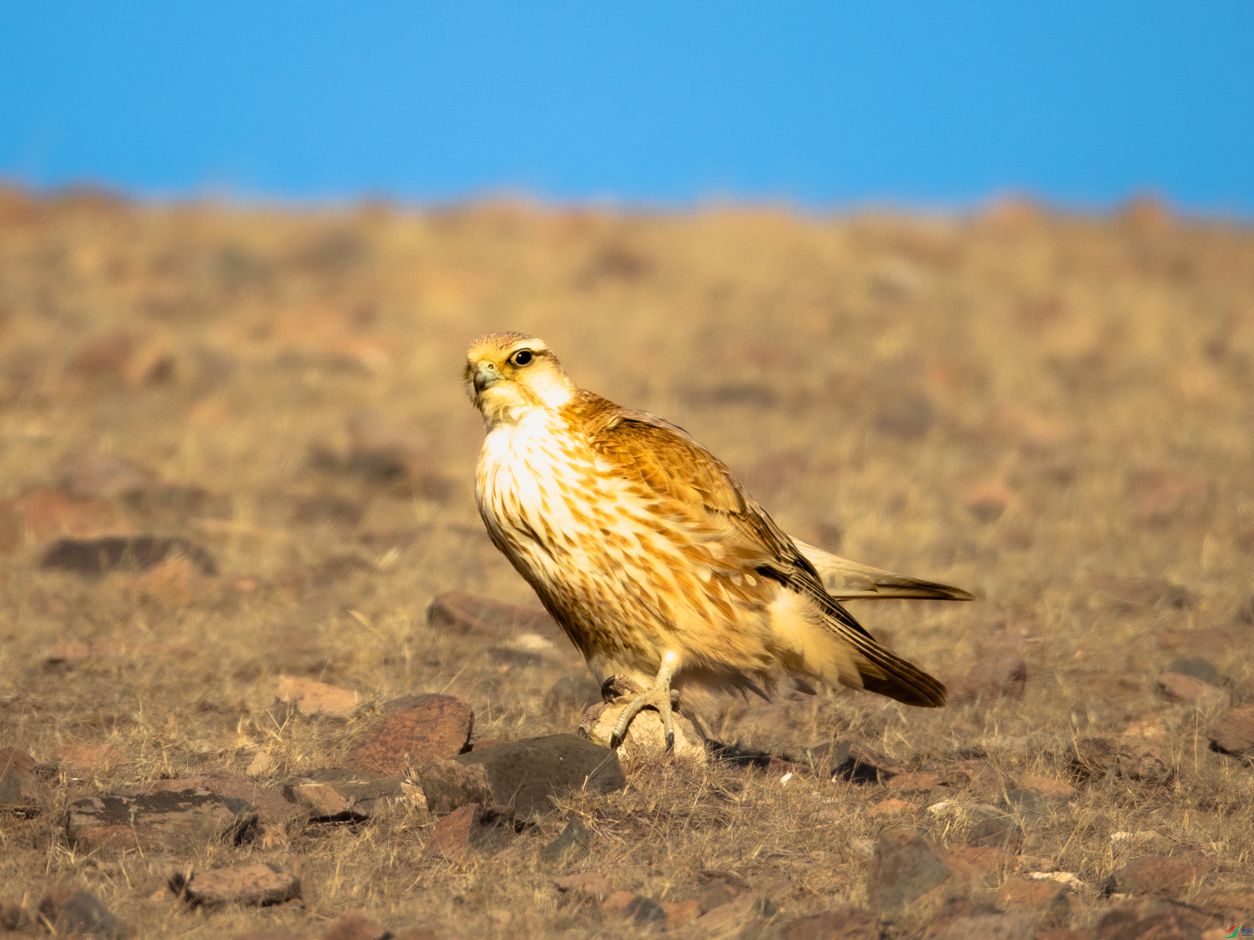 ��ŭ������