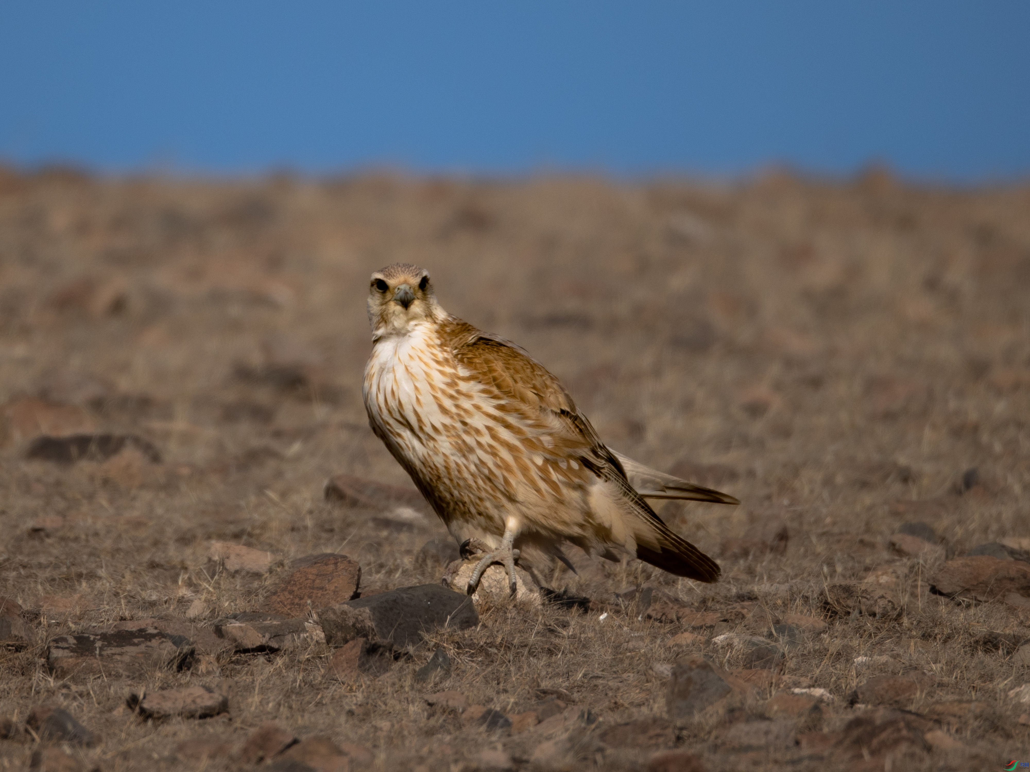 ��ŭ������ 2