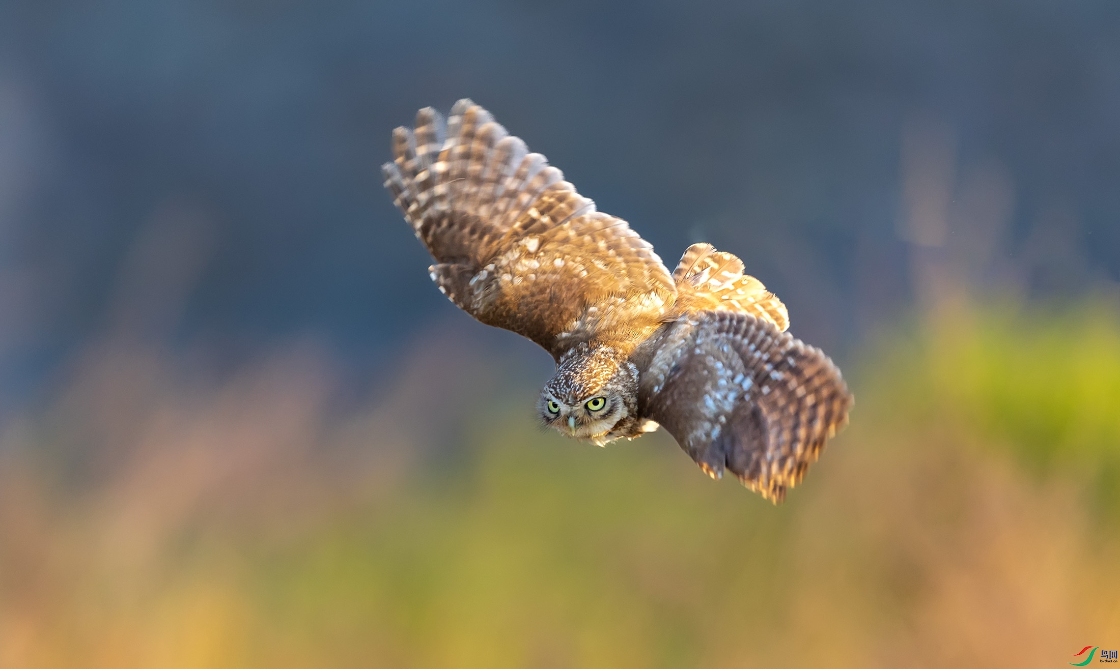 ���Ƹ�С�^