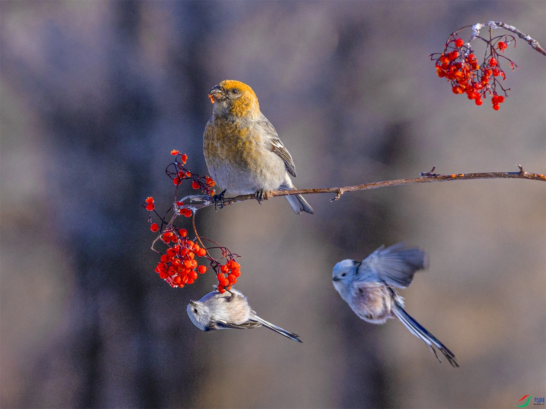 1K3A5494 ����1.jpg