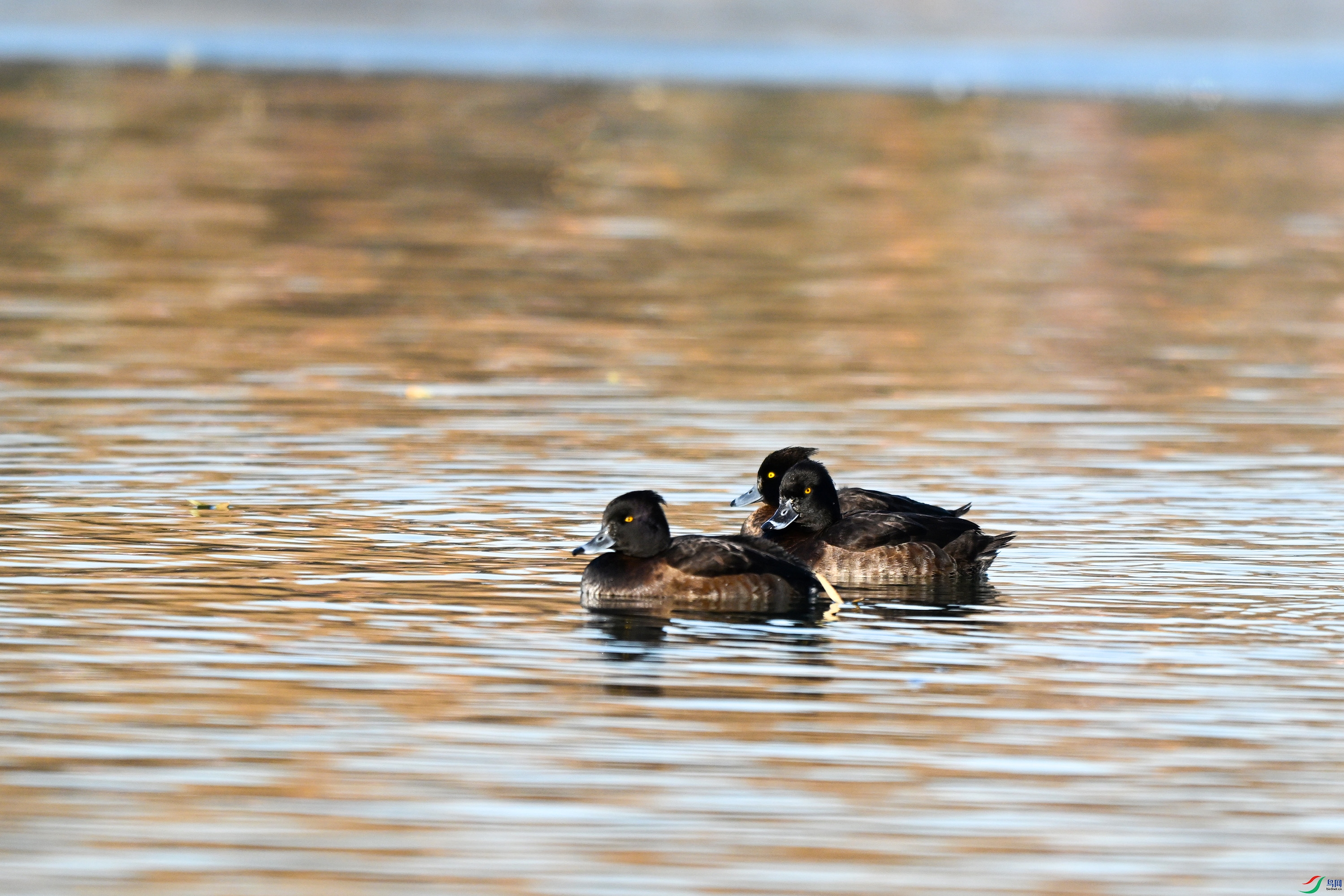DSC_8115.JPG