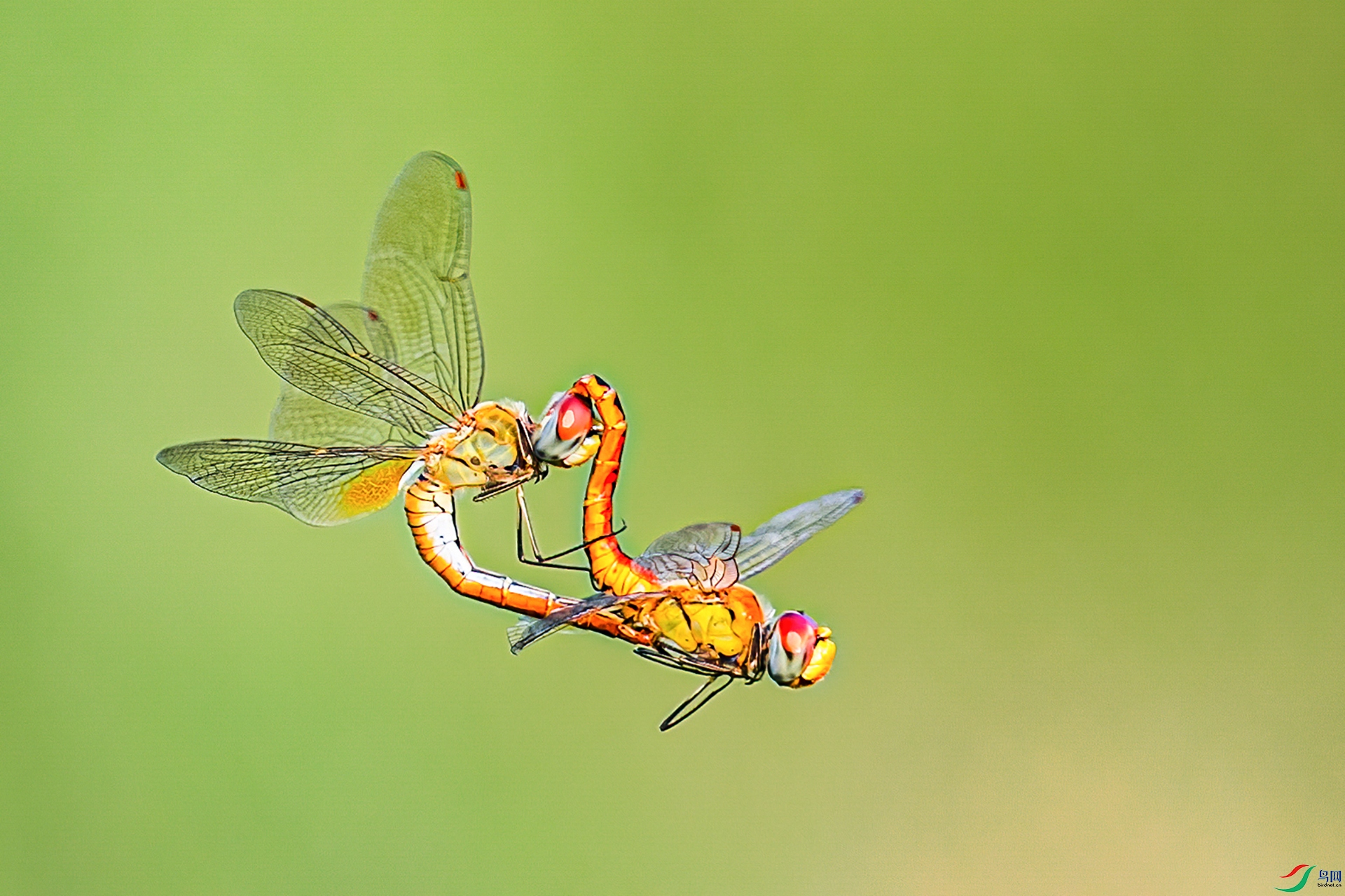 Air love.jpg
