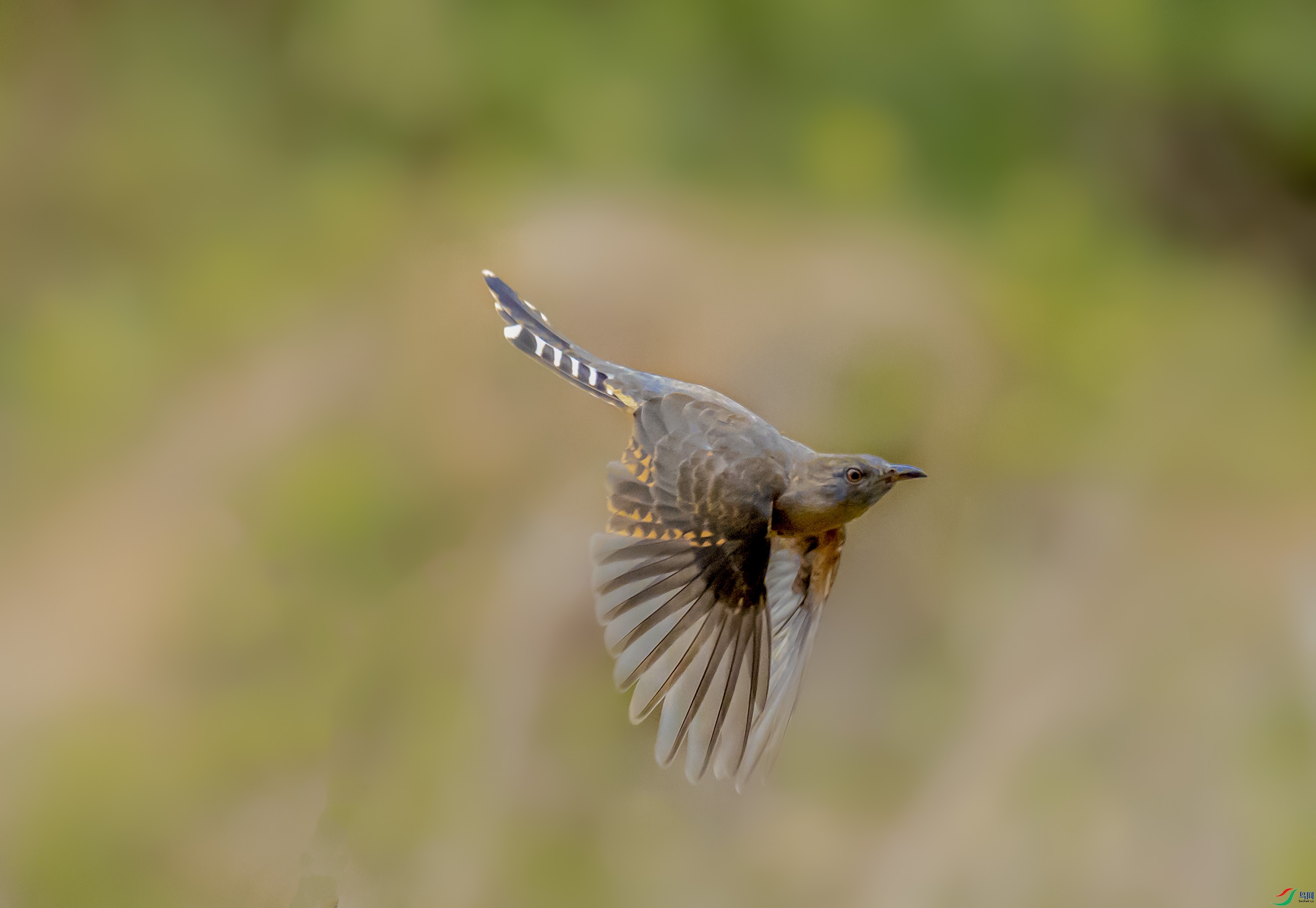 P1231892--�ž�--3.jpg
