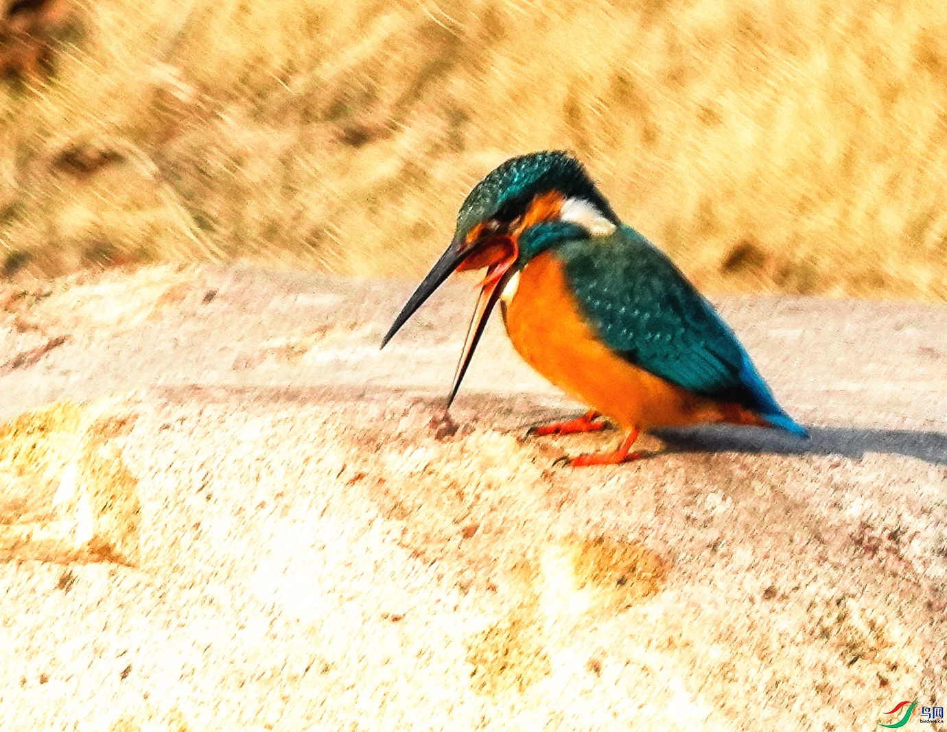 096DSC05697_1_����.jpg