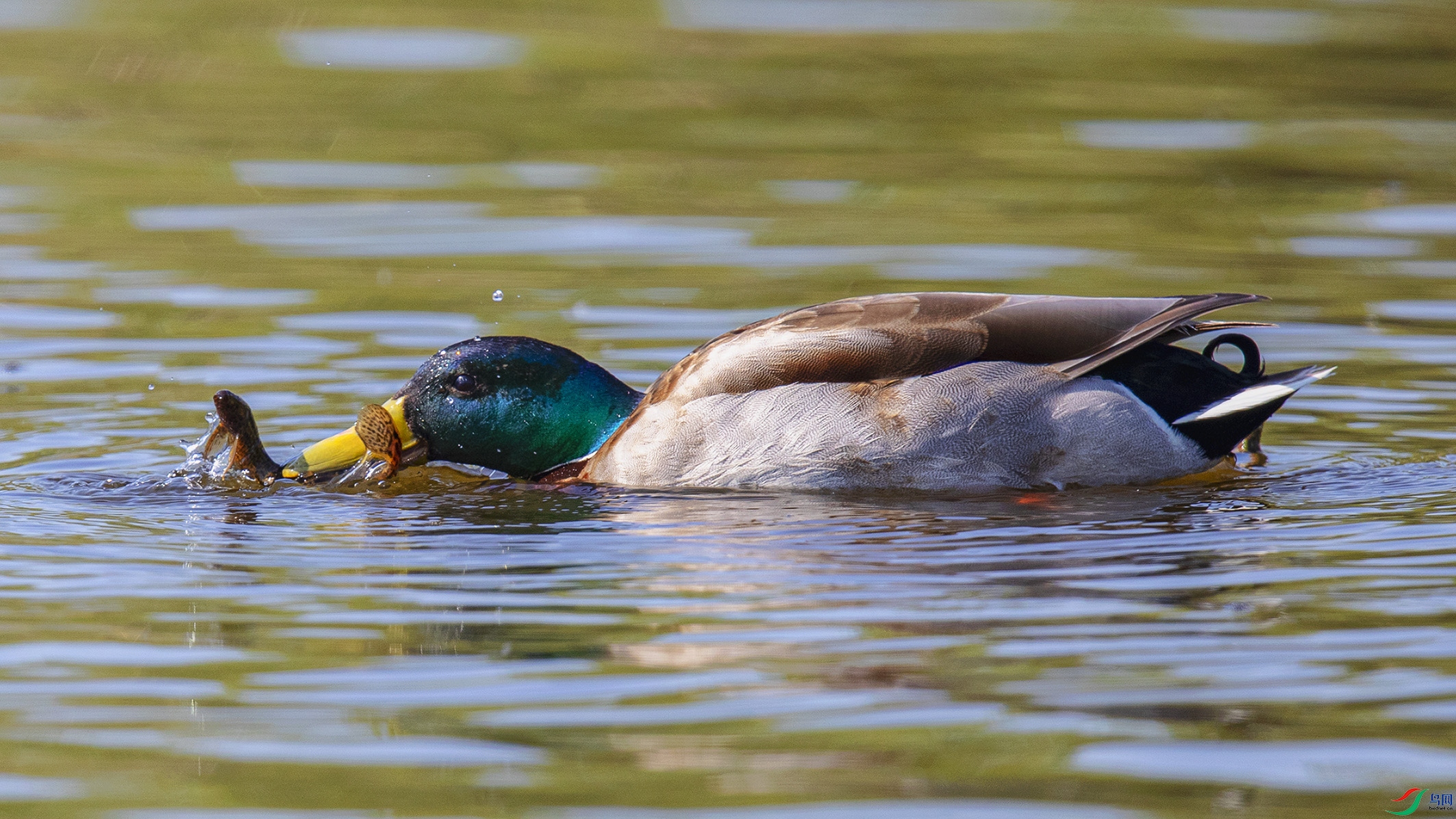 _90I9662 ����.jpg