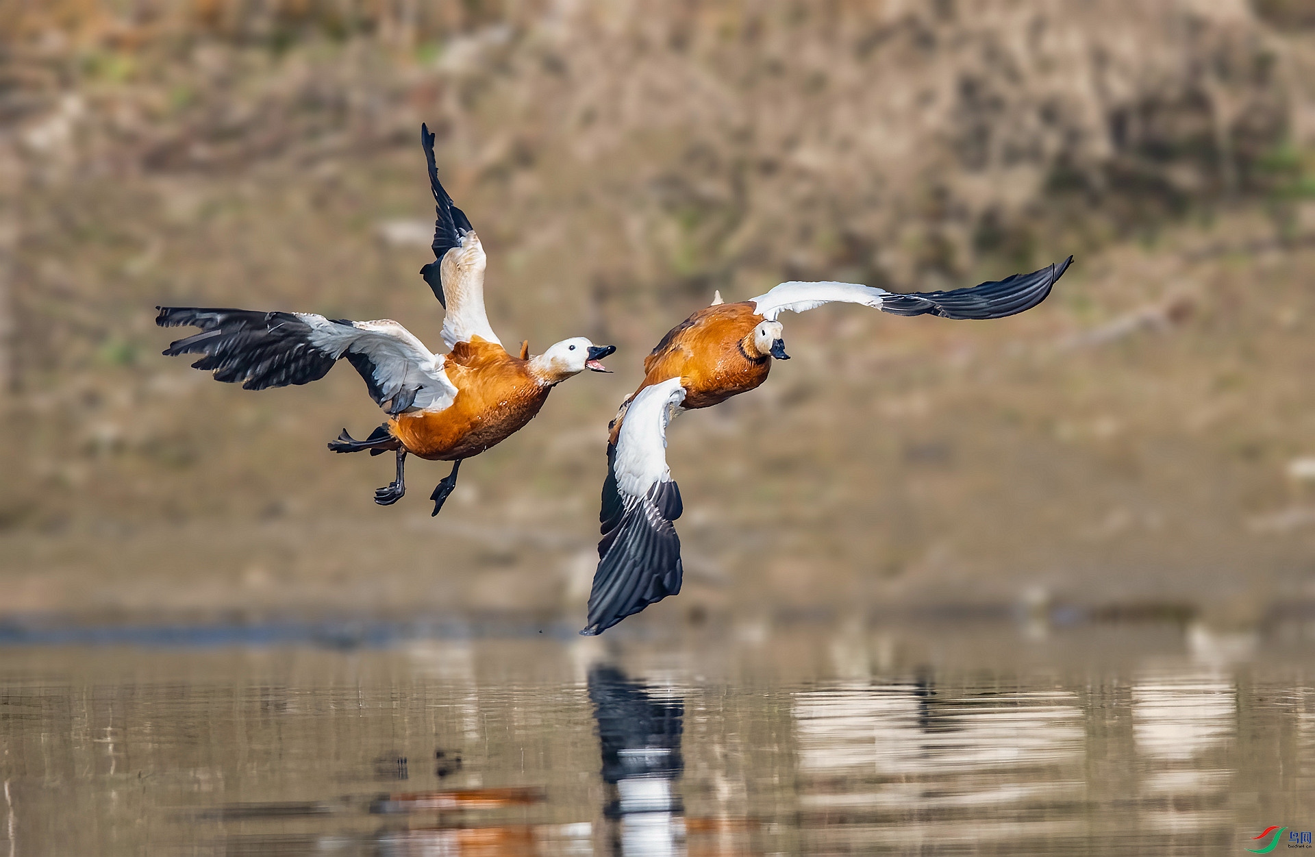 DSC_9743 ����_����.jpg