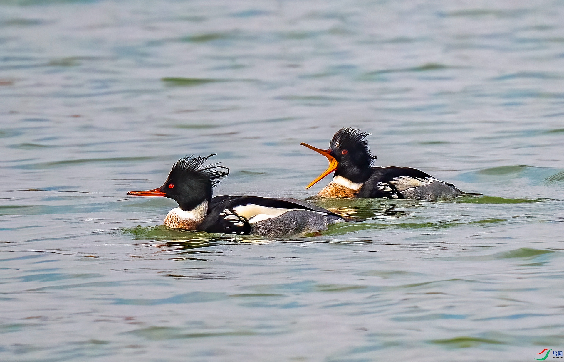 DSC_4436 ����_����.jpg