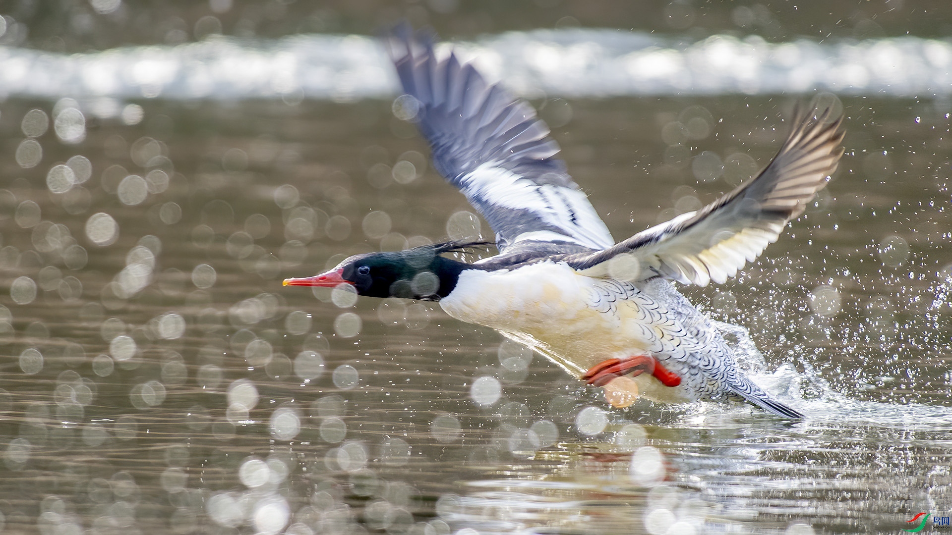 DSC_46mm97.jpg