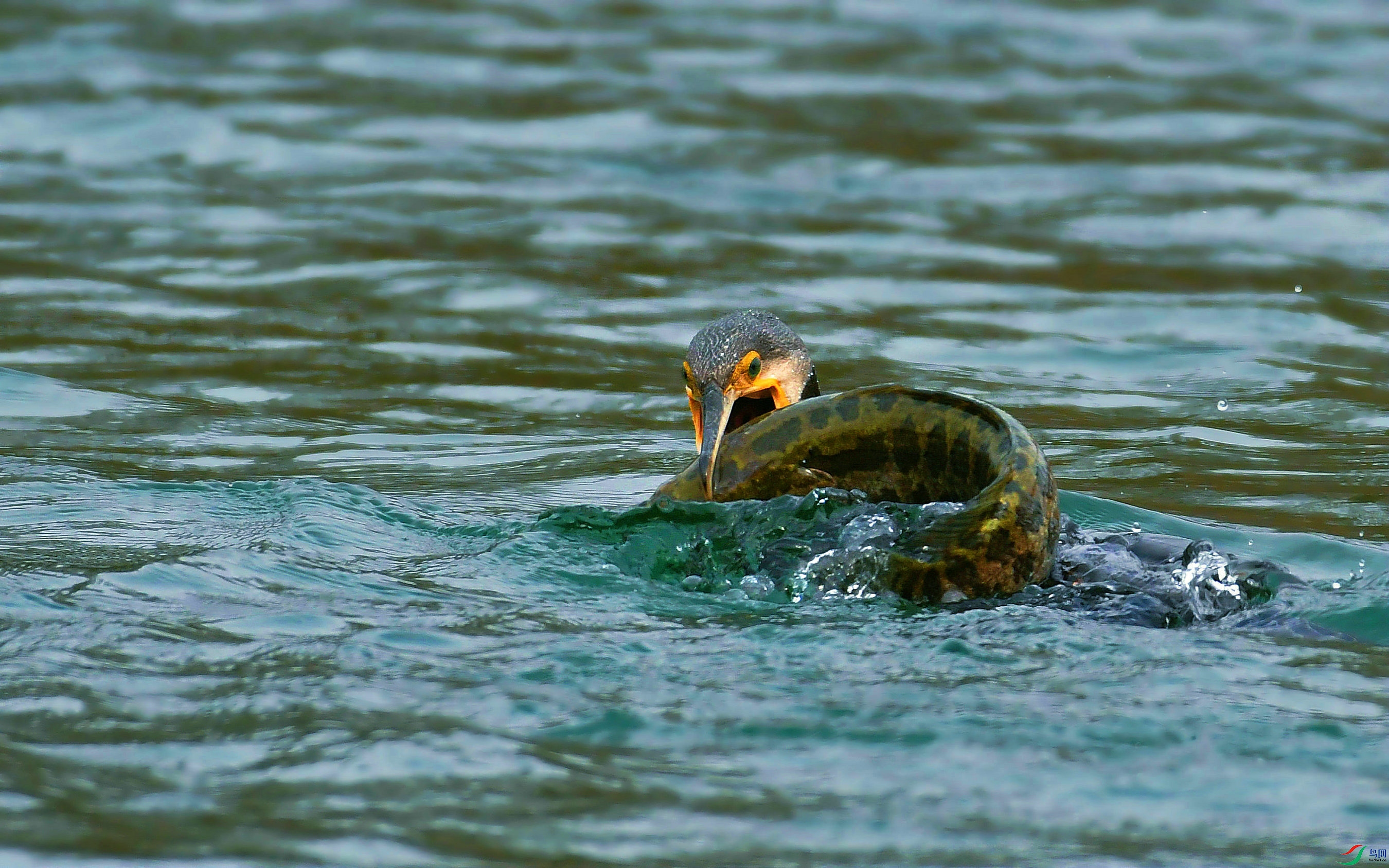 DSC_8425.JPG