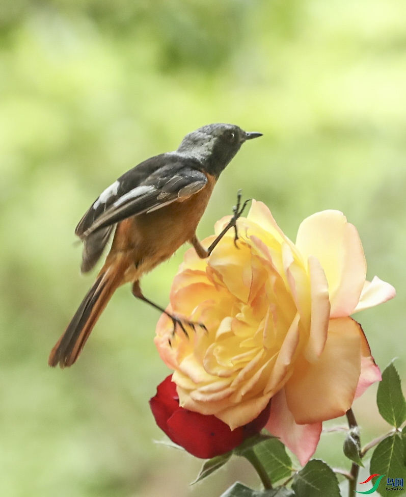 ���ڻ�����