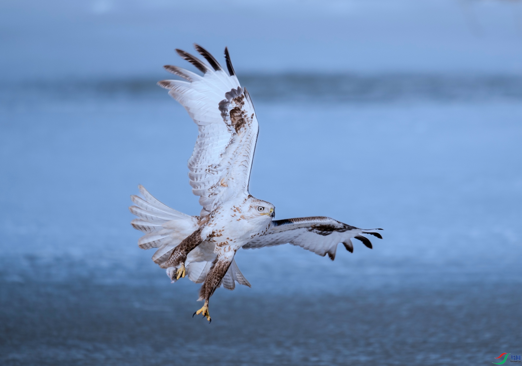 DSC_2737 ����_����.jpg