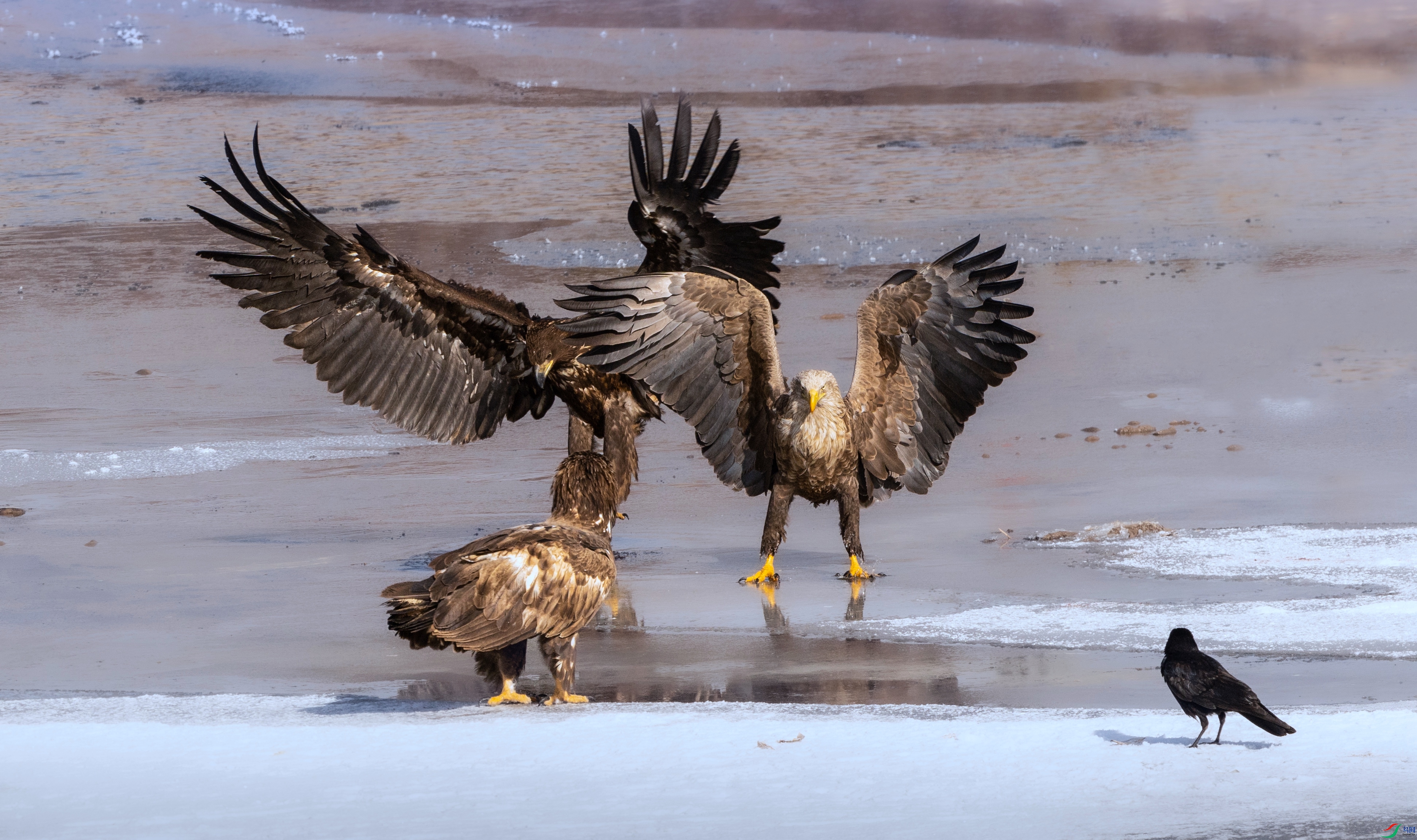 7X5A3552 - ����.jpg