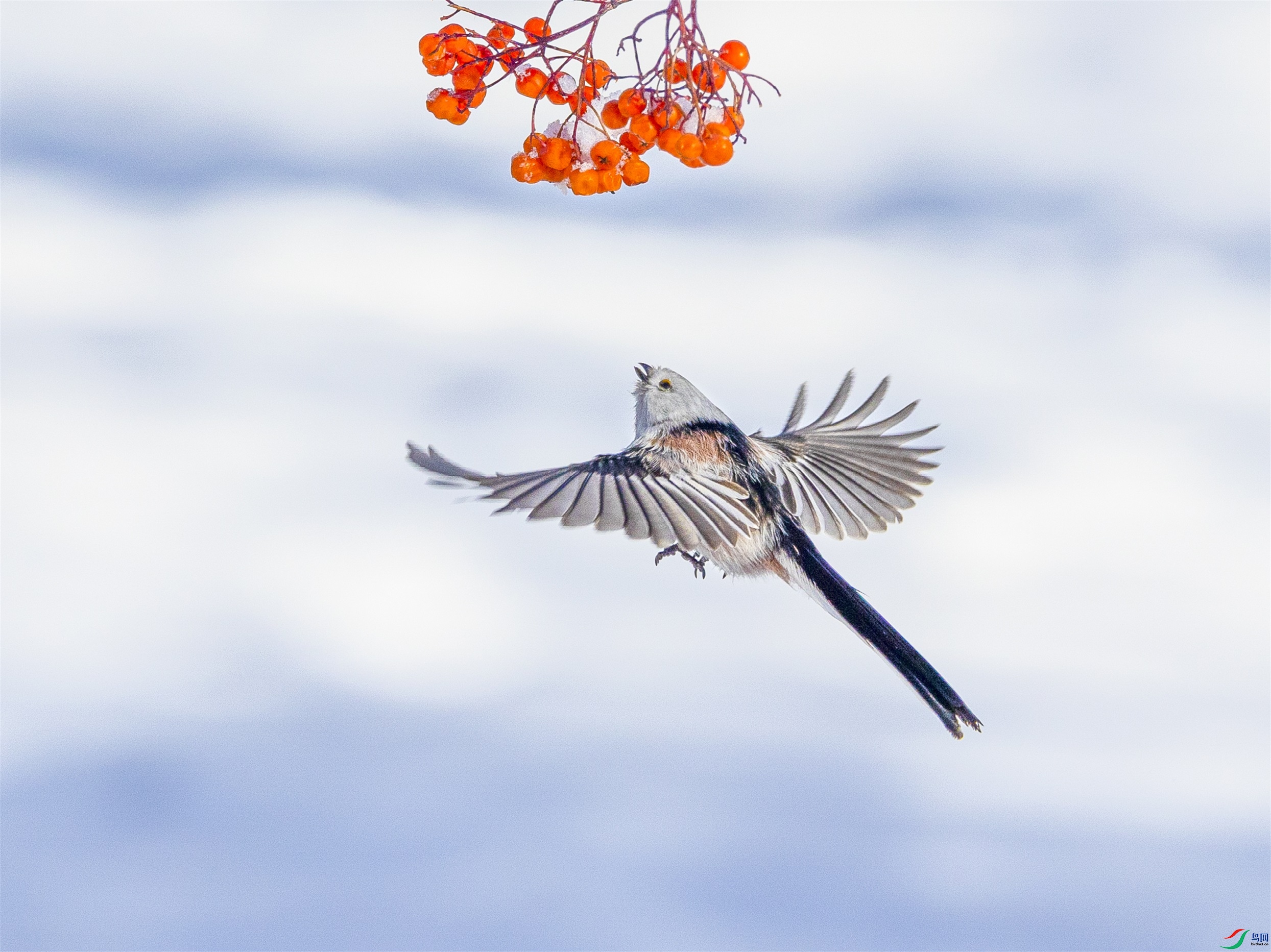 1K3A9204 ����1.jpg