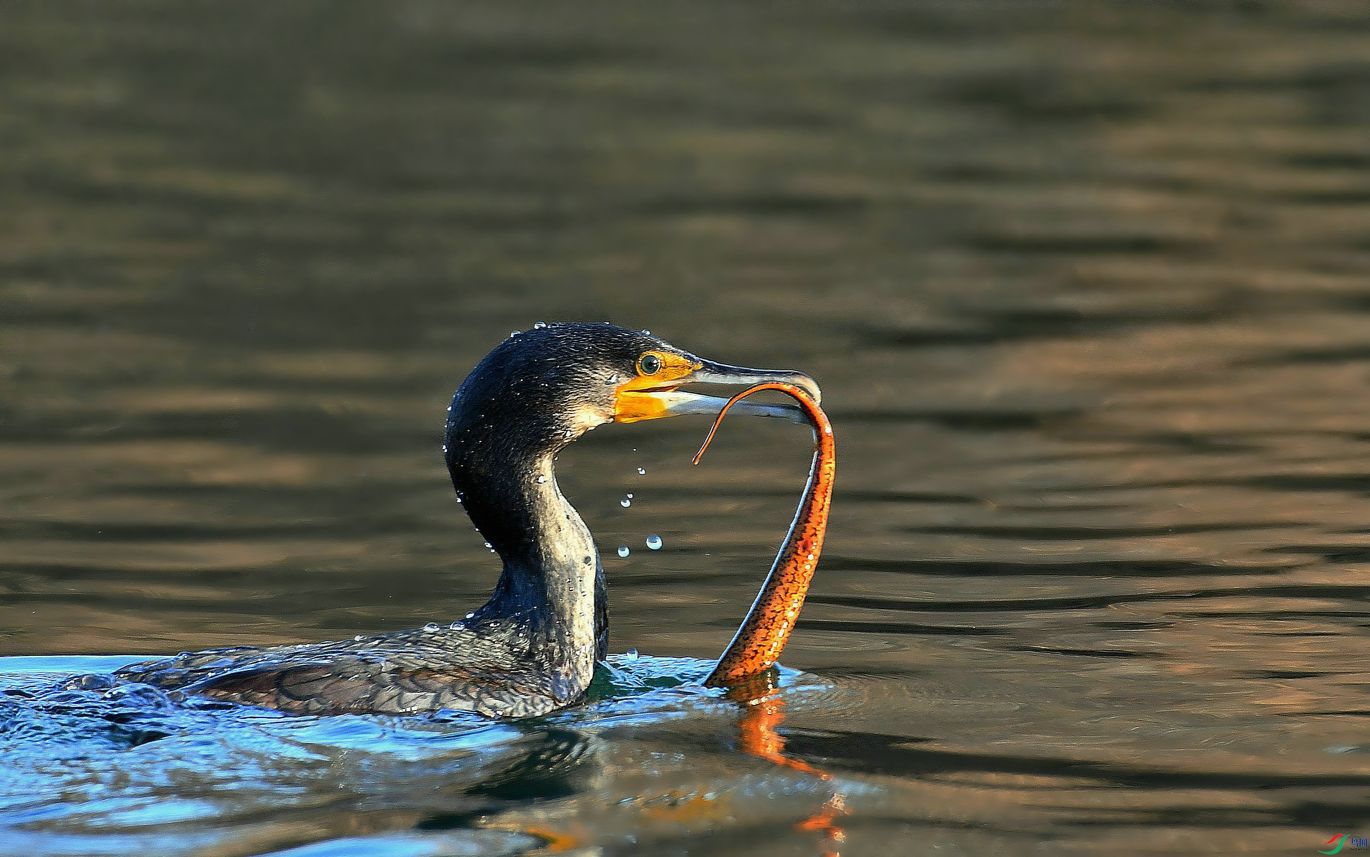 DSC_4511.JPG