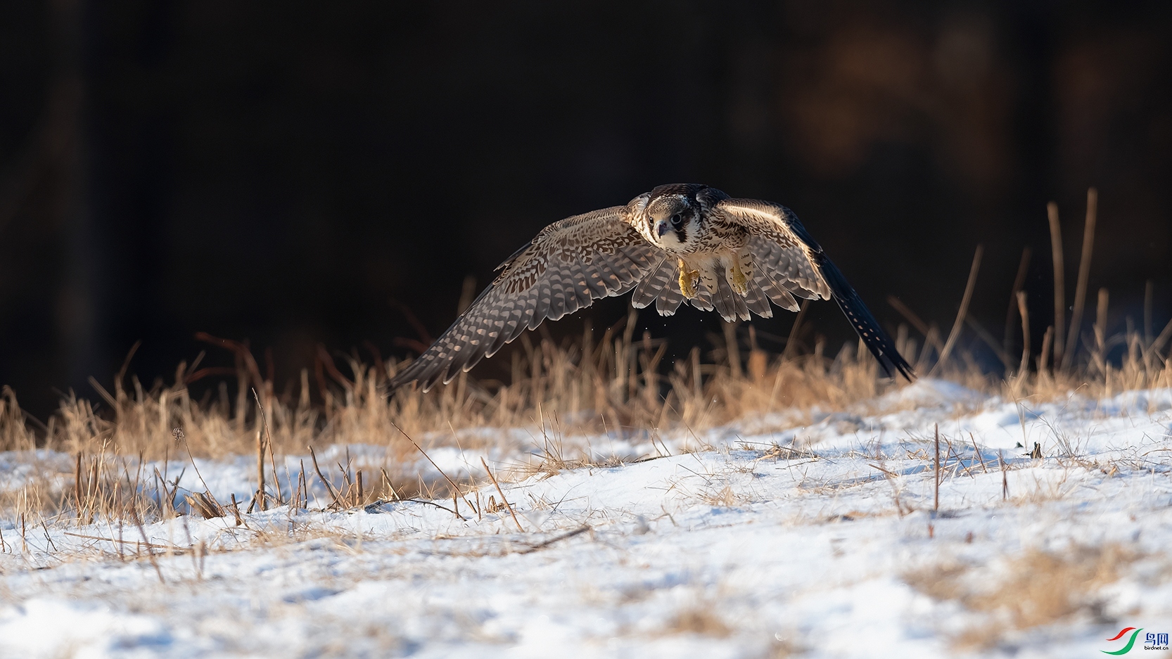 DSC_3589_DxOa.jpg