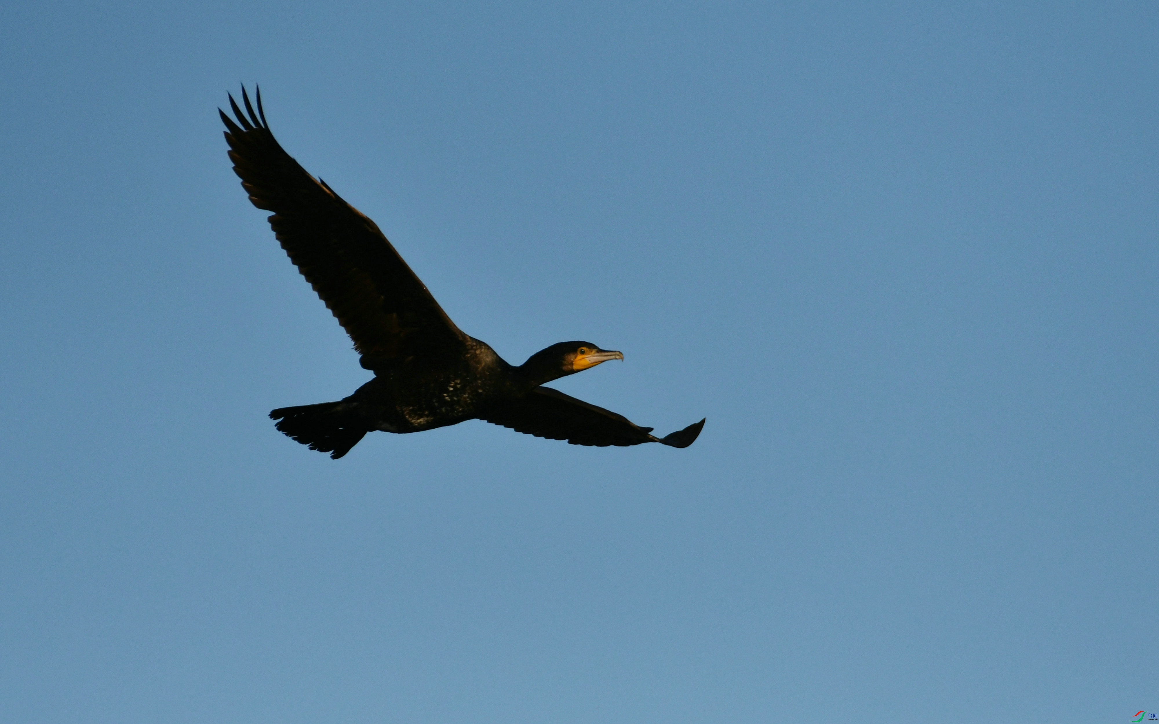 DSC_4603.JPG