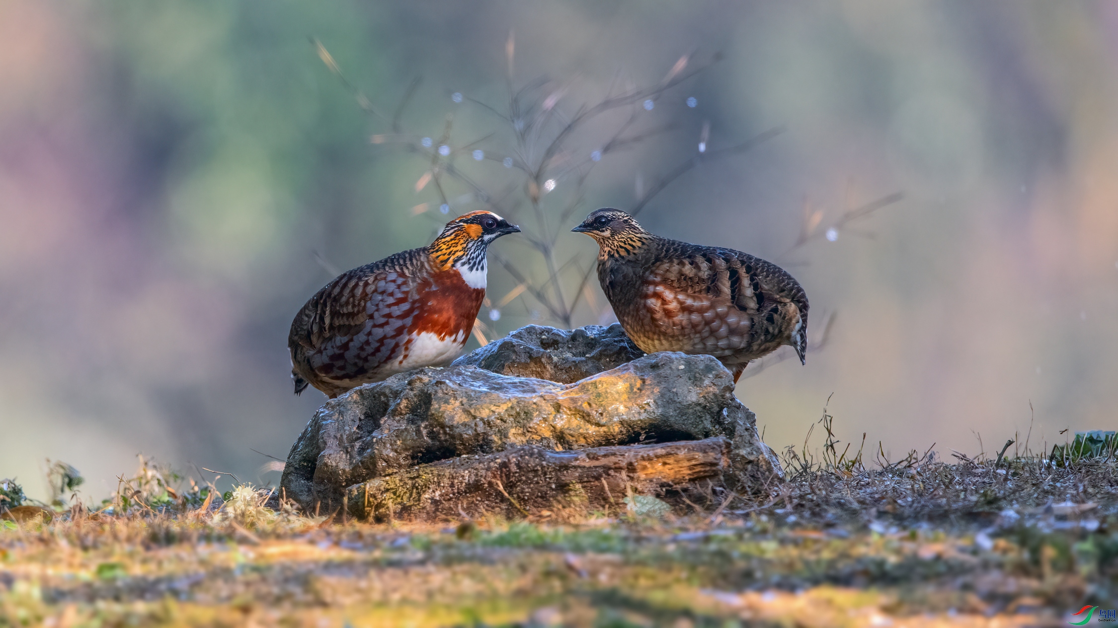 ��Ƭ_DSC1569 ����.jpg