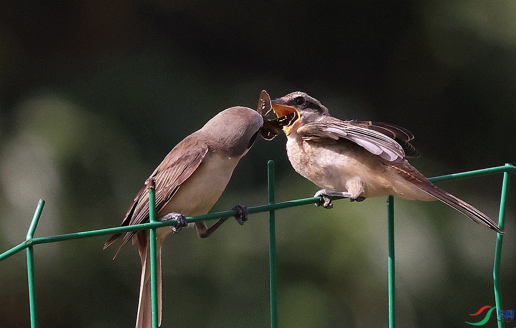 1P3A8189.JPG
