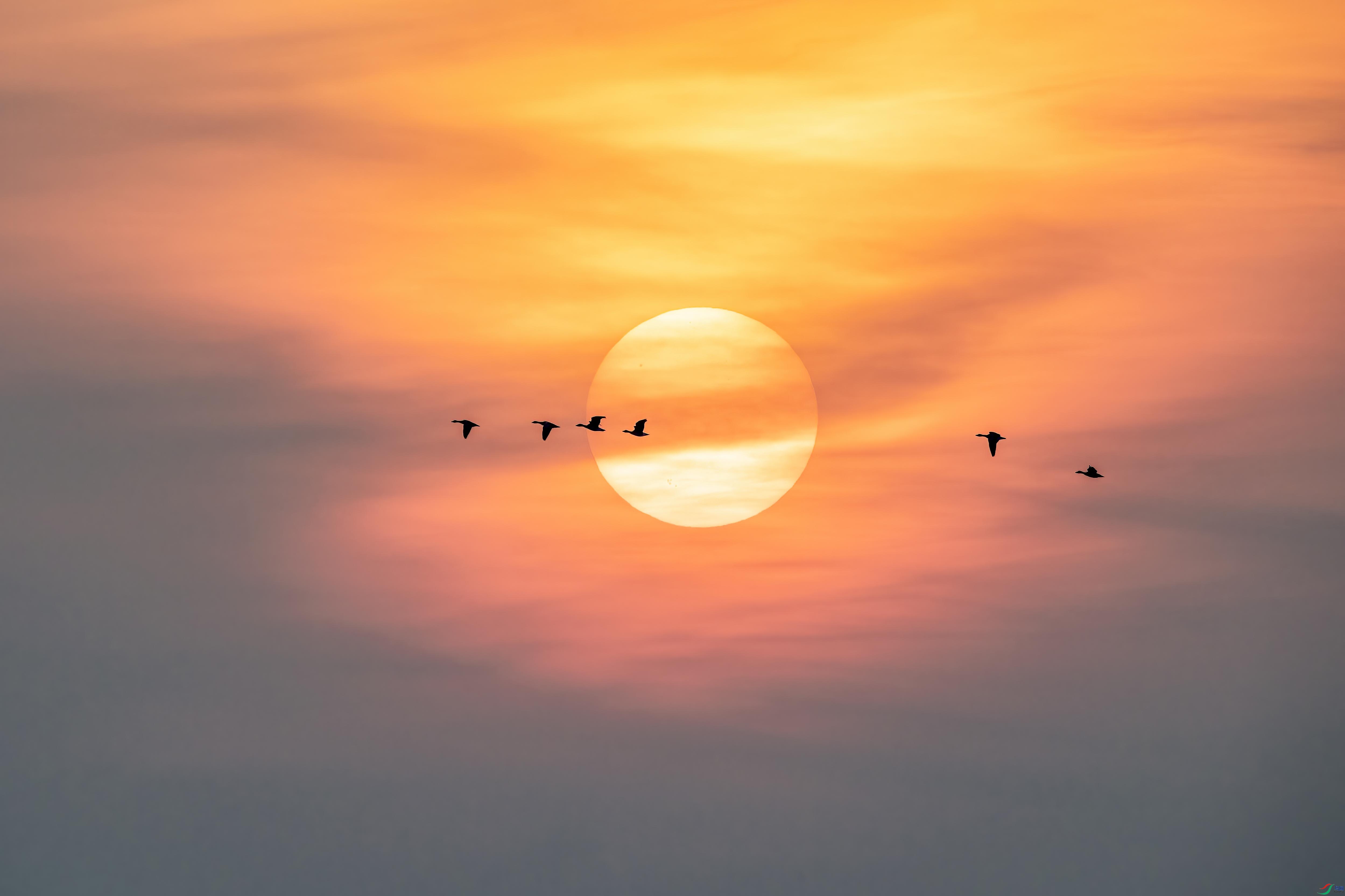 DSC_4103 ����.jpg