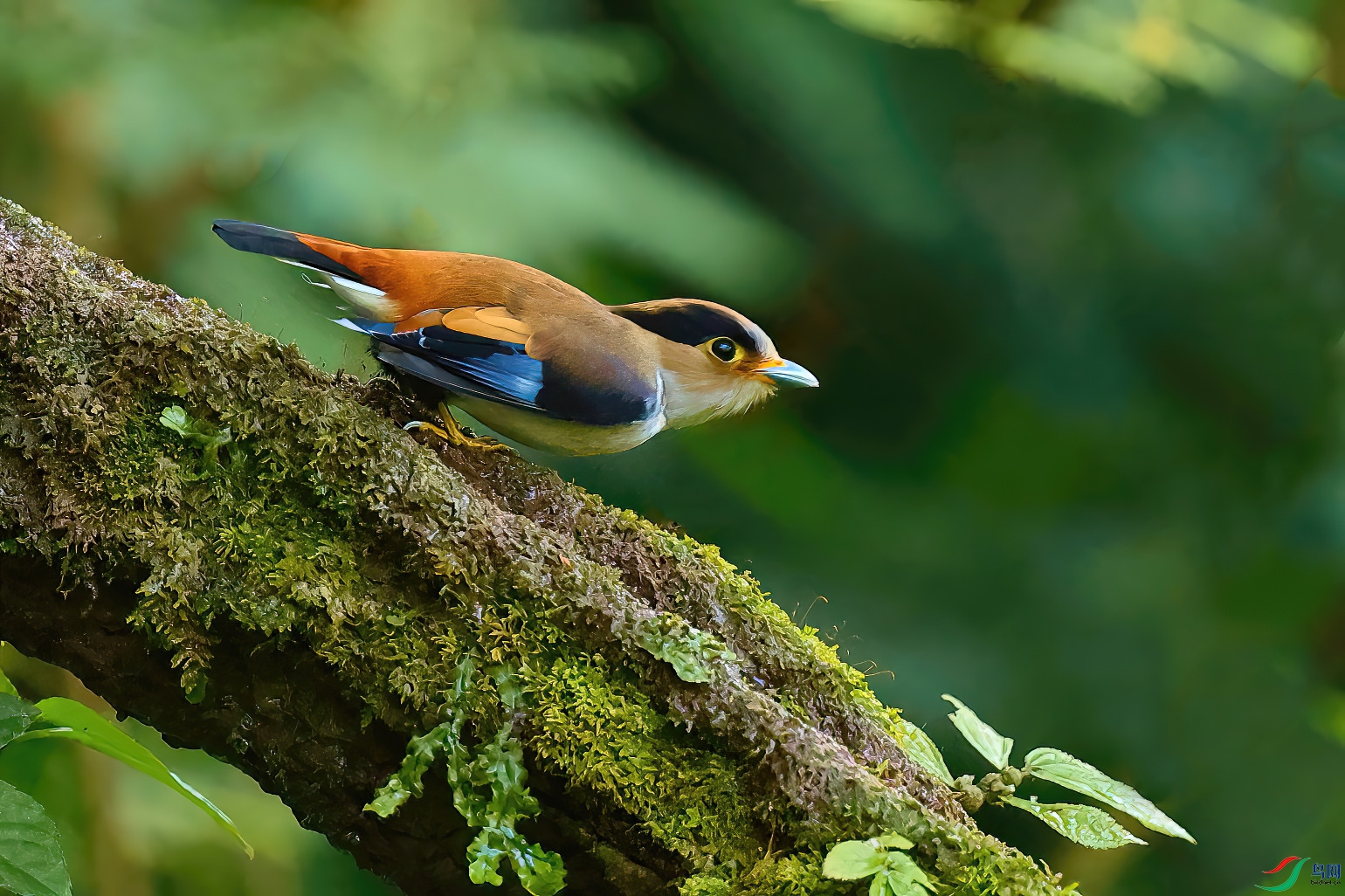 ����˿����