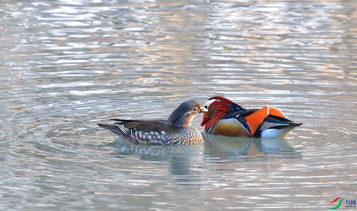 DSC_0038.JPG
