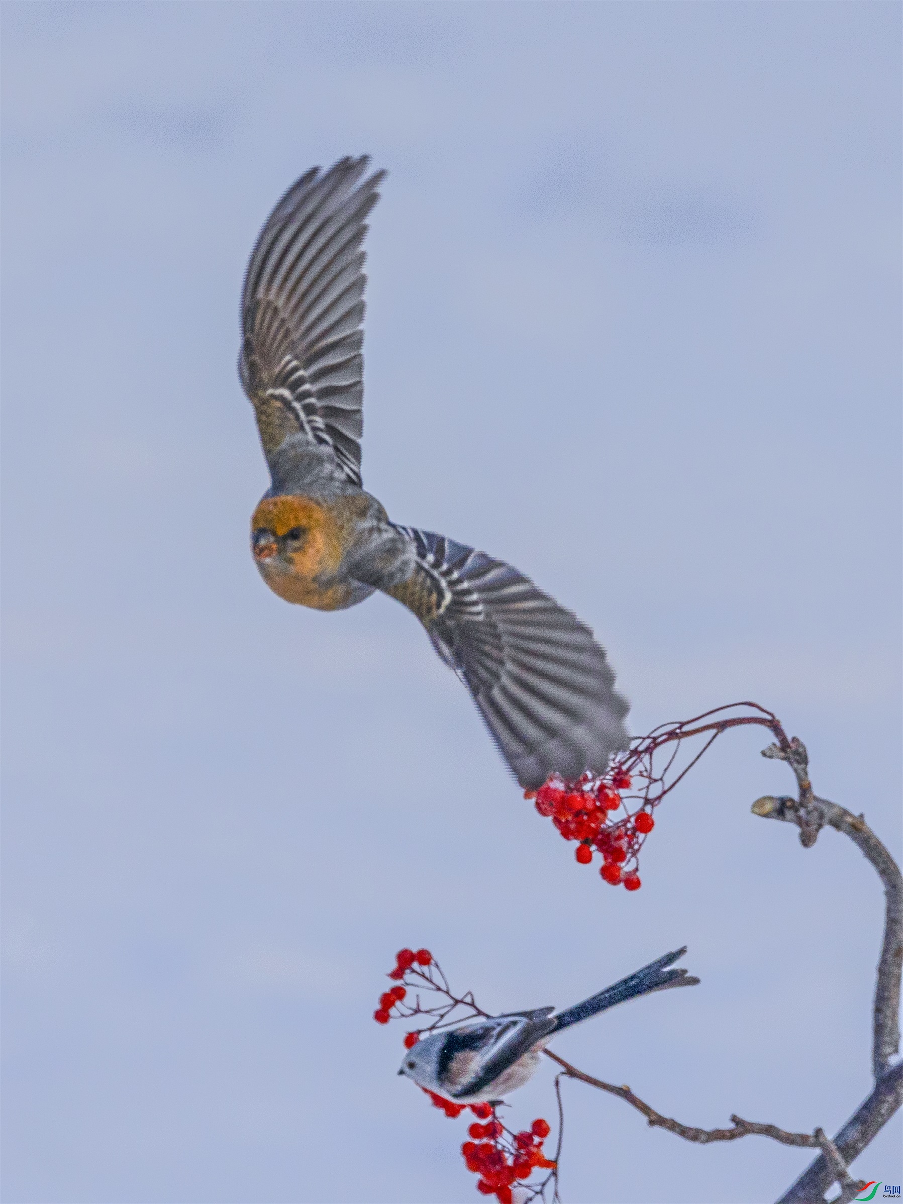 1K3A1715 ����1.jpg