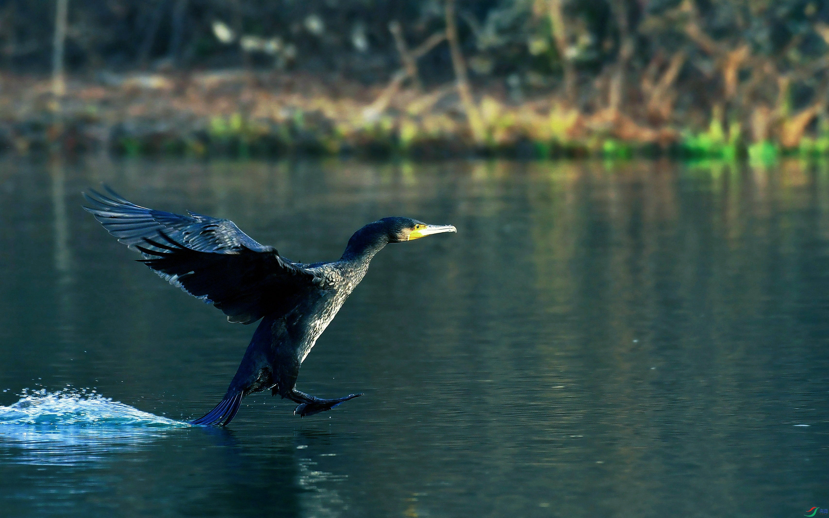 DSC_3763.JPG