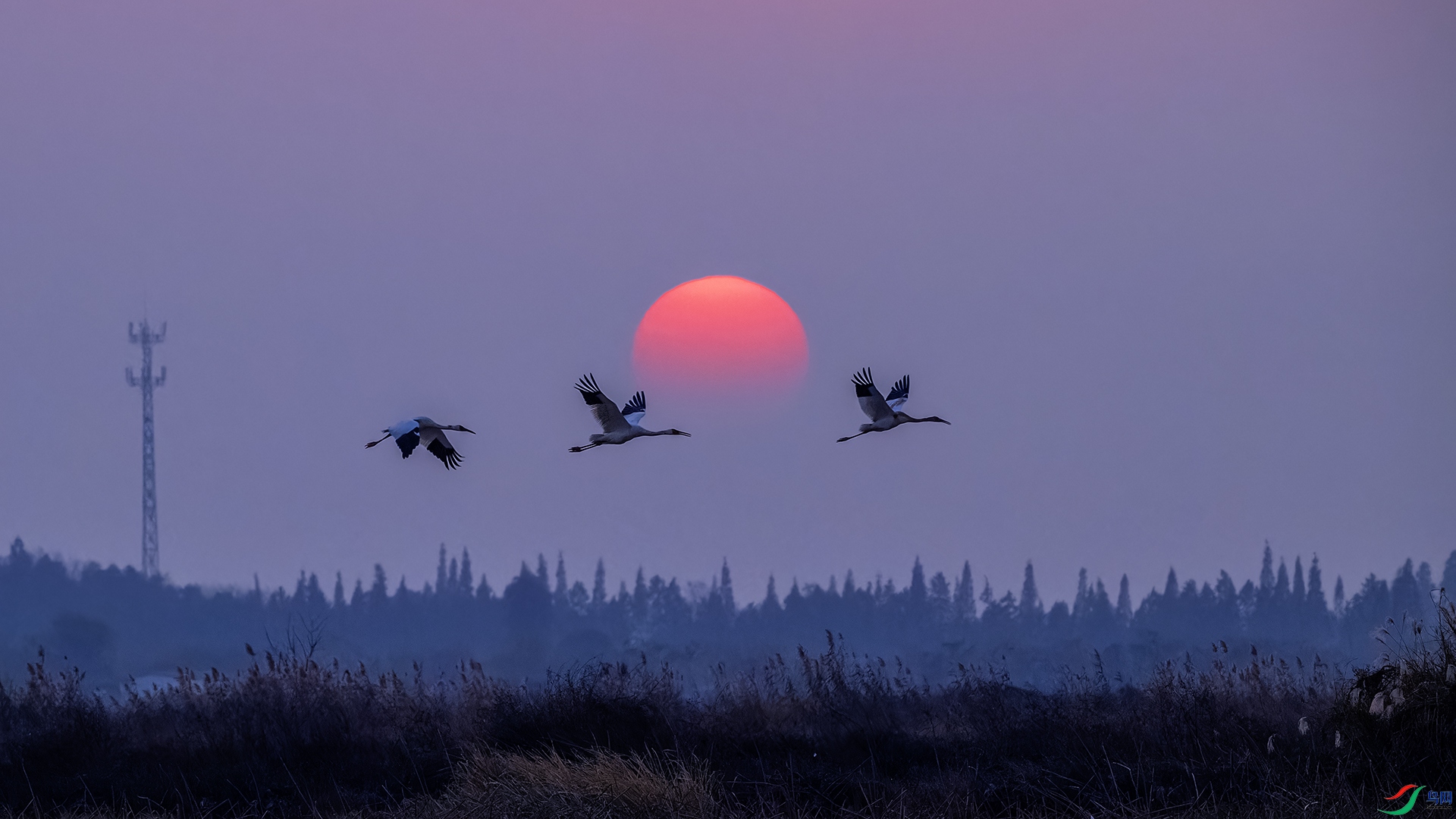 _CYG1166-NEF_DxO_DeepPRIMEXD ����.jpg