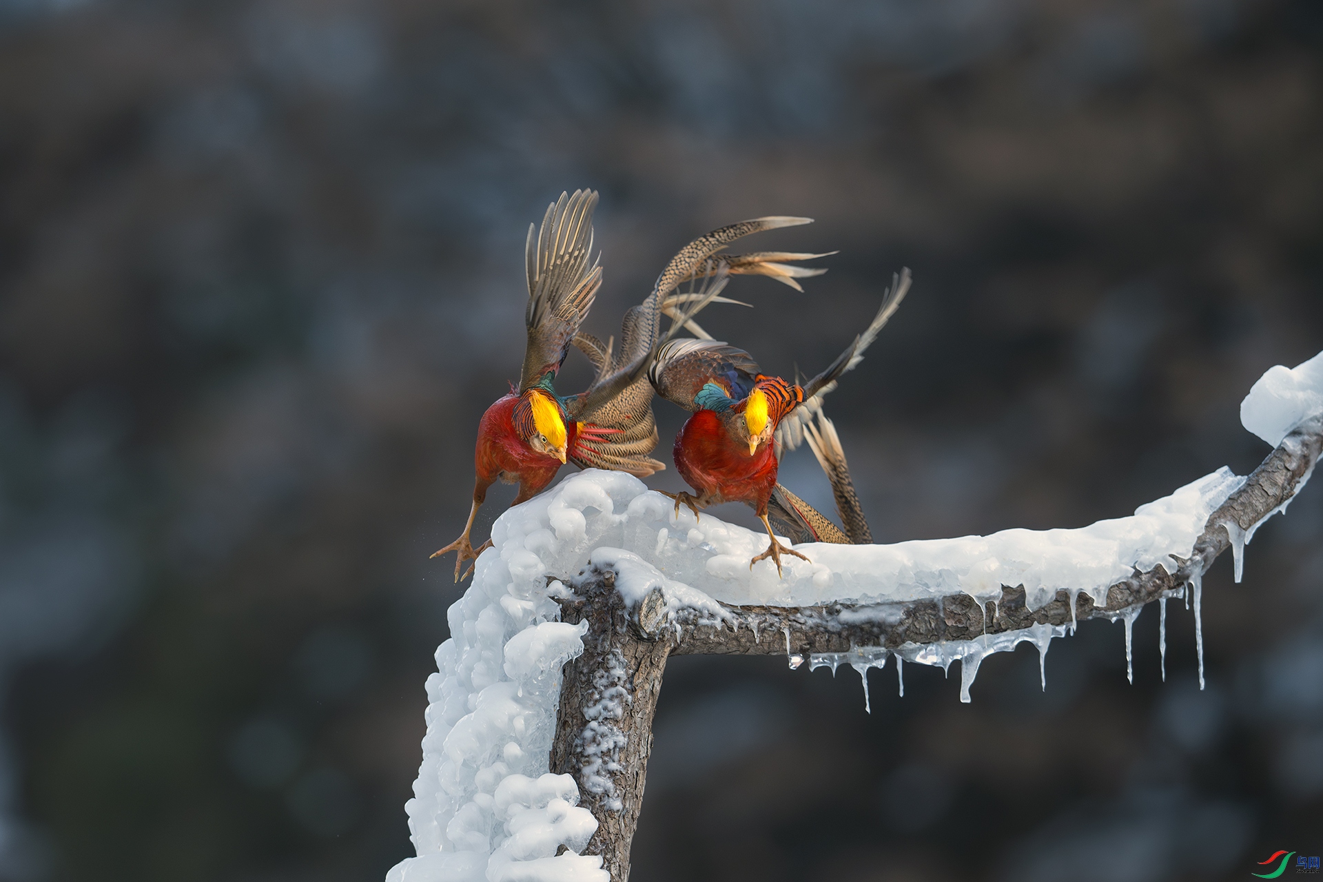 DSC_6998-����ǿ-NR.jpg01.jpg