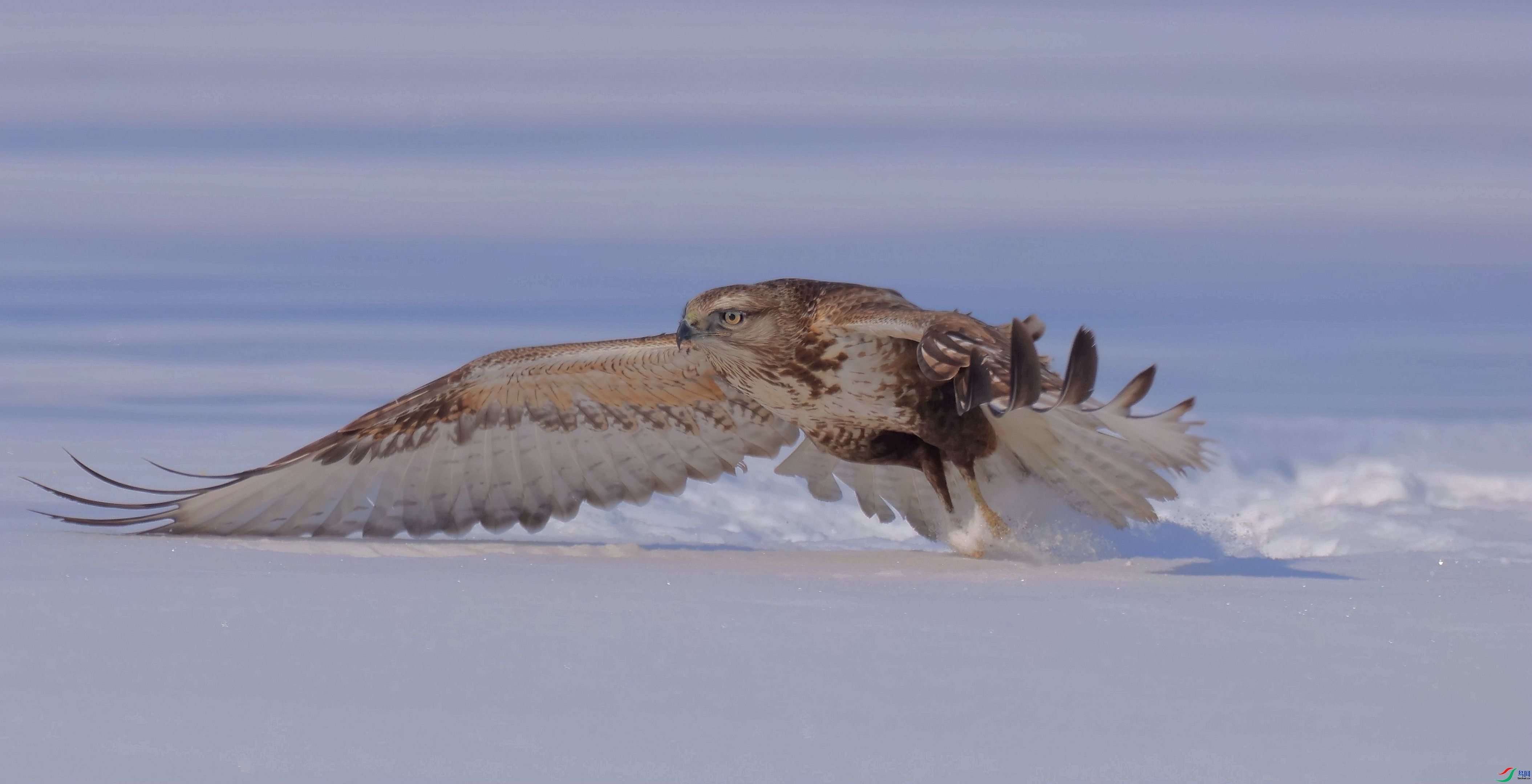 ѩ�����  ���� ɭ�֣����֣�����.jpg