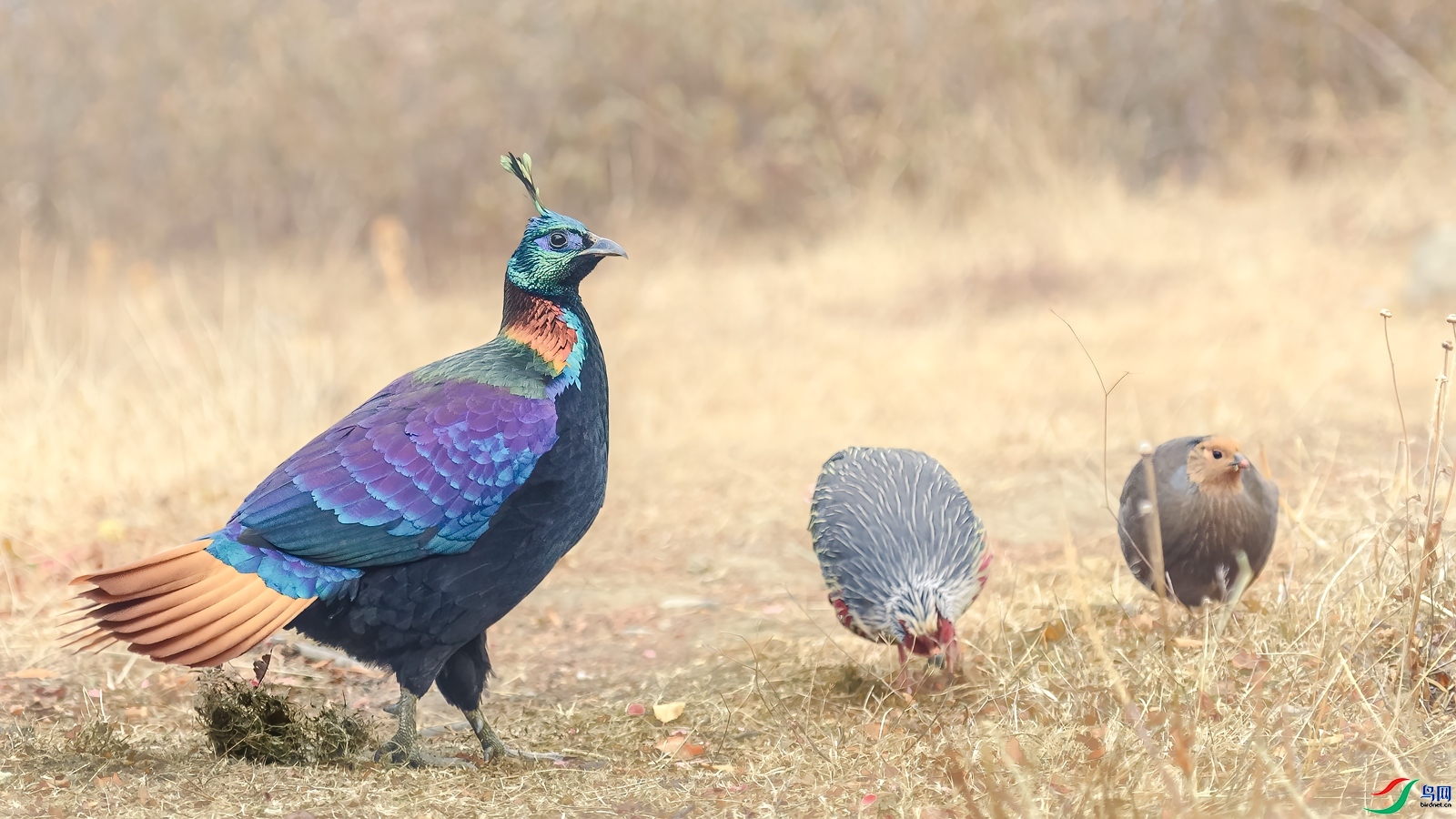 ��г  ���� ��ͥ�Ų�yes  ����.jpg