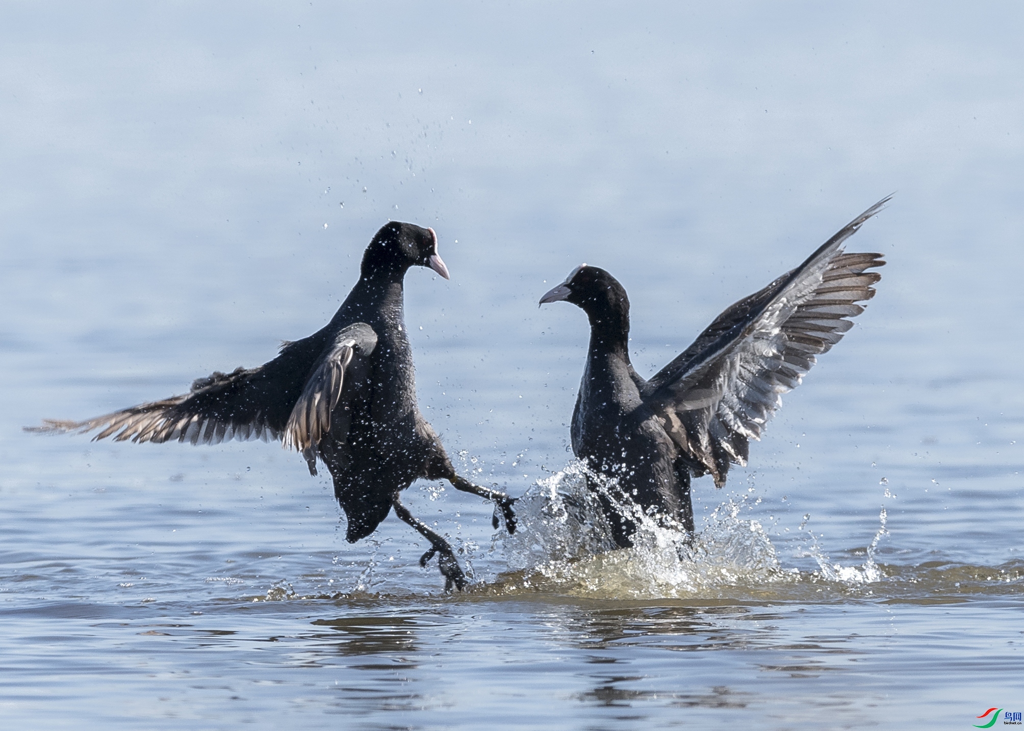 ����  ���� ������ͷ ����.jpg