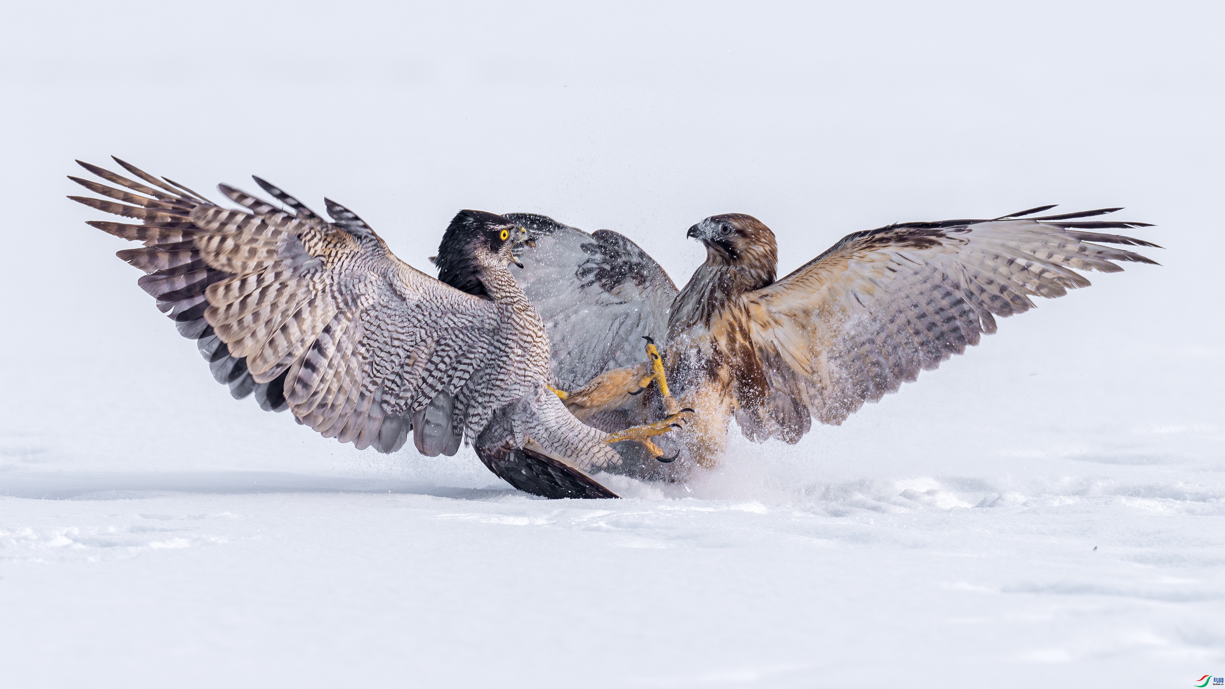 ѩԭ��ս ���� ������  ����.jpg