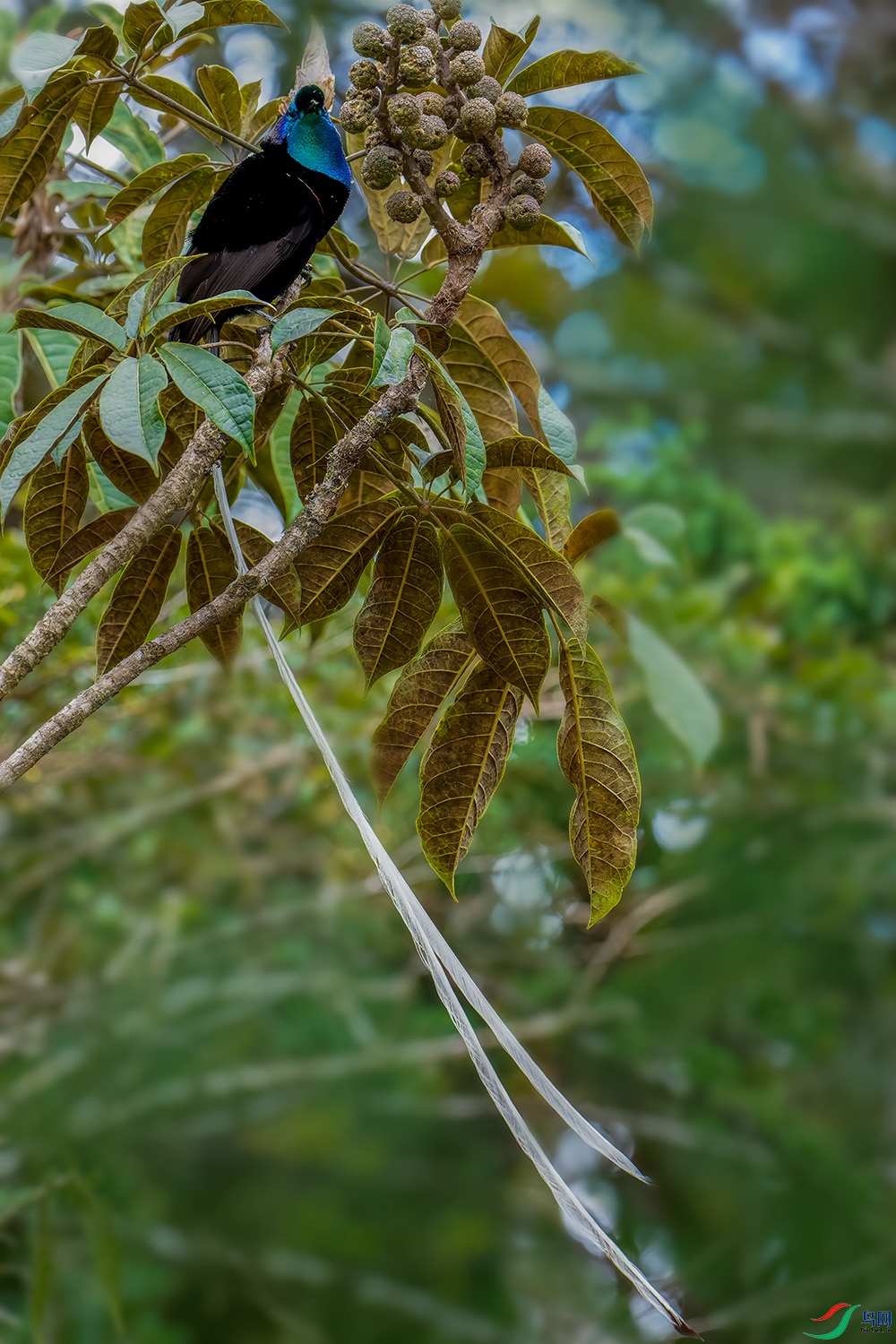 練���β����