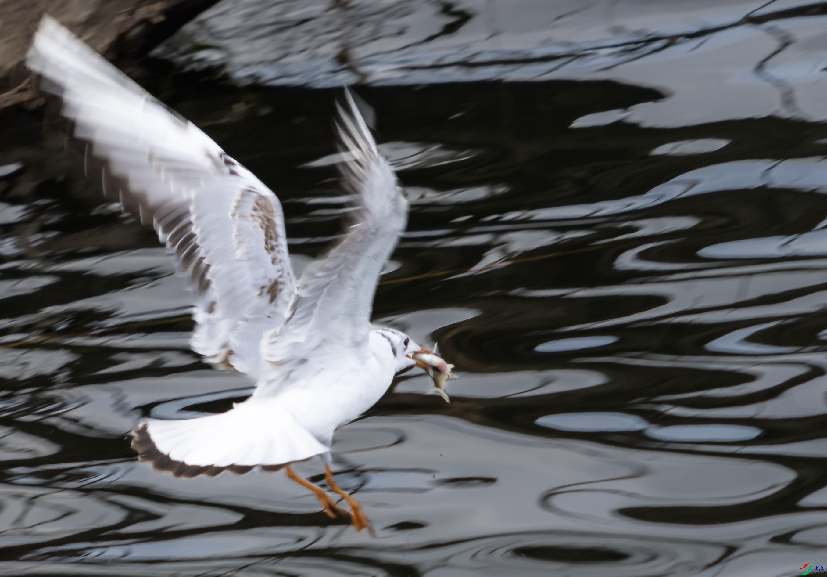 DSC05016 ����.jpg