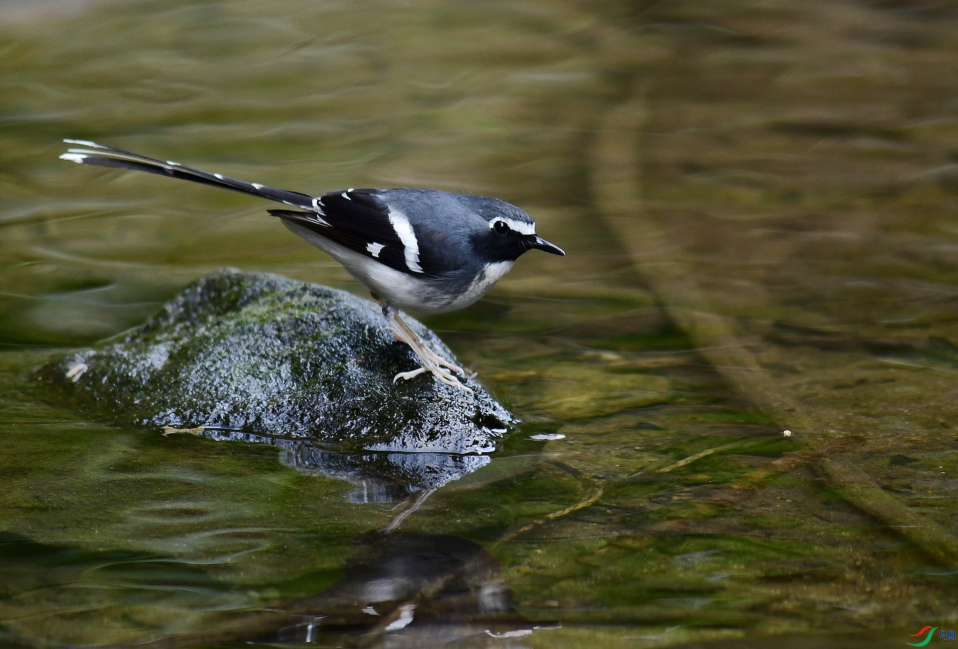 _D5D0255.jpg