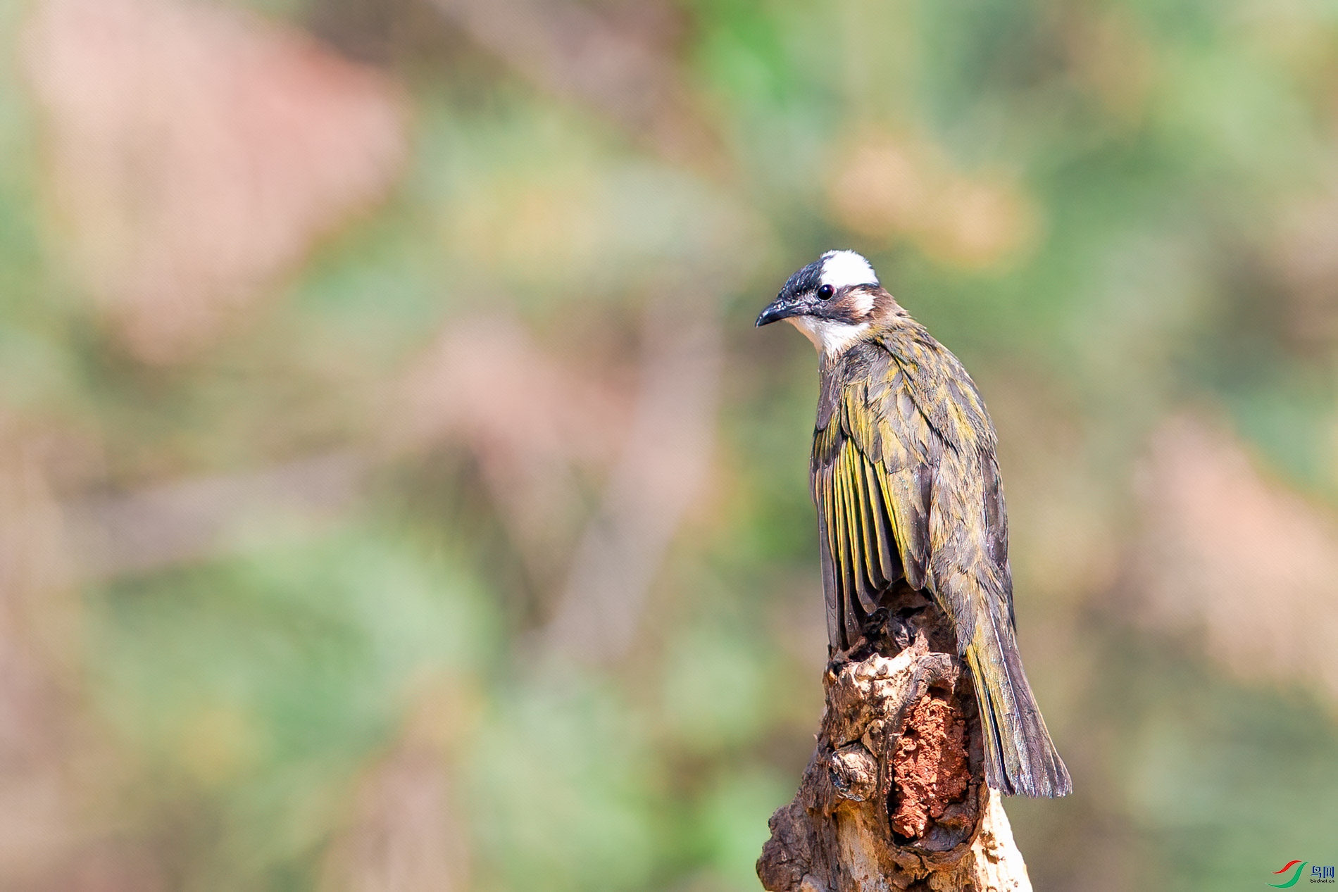 a_32070-1.jpg