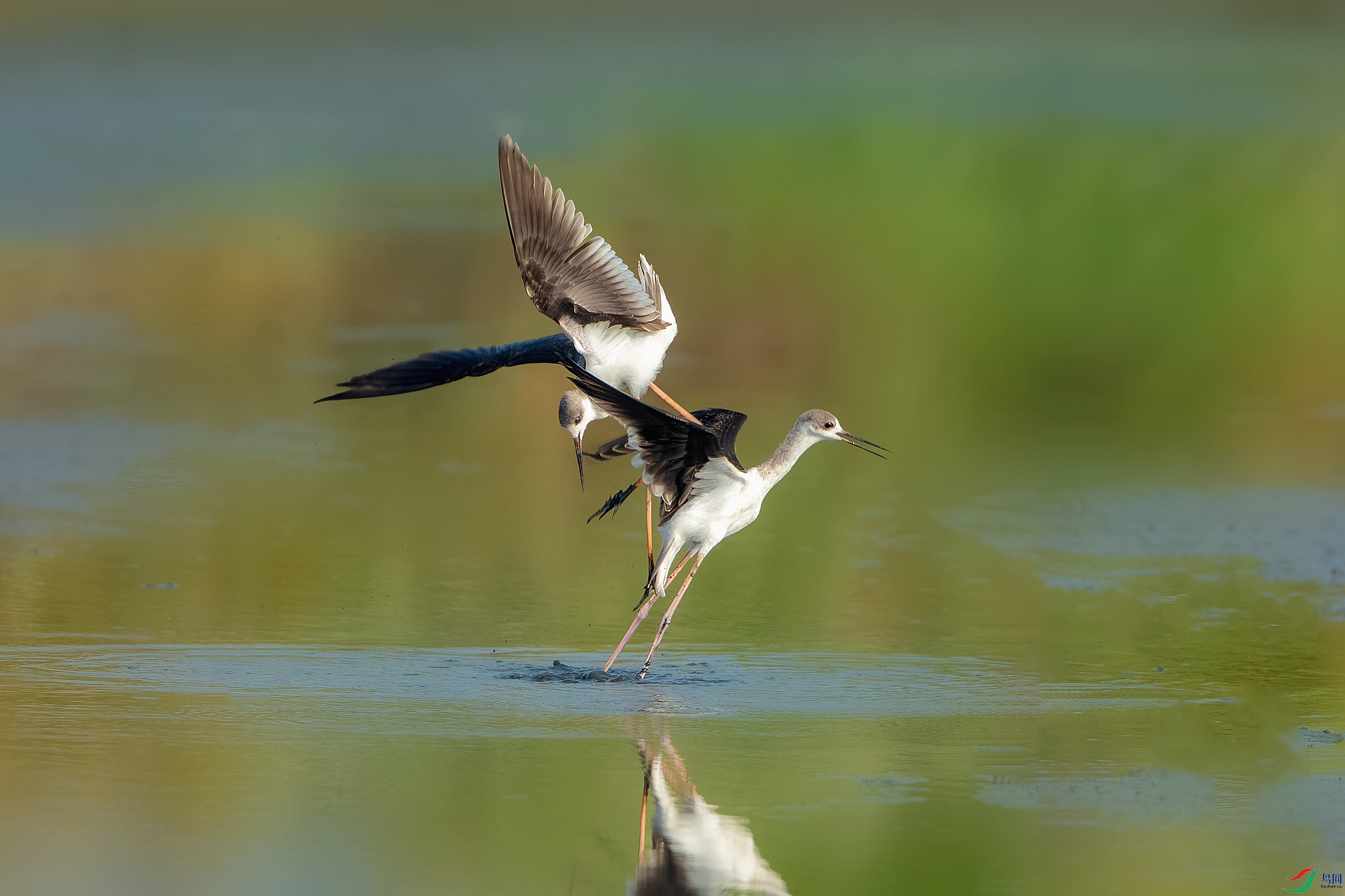 A58Y4119-����ǿ-NR ����.jpg