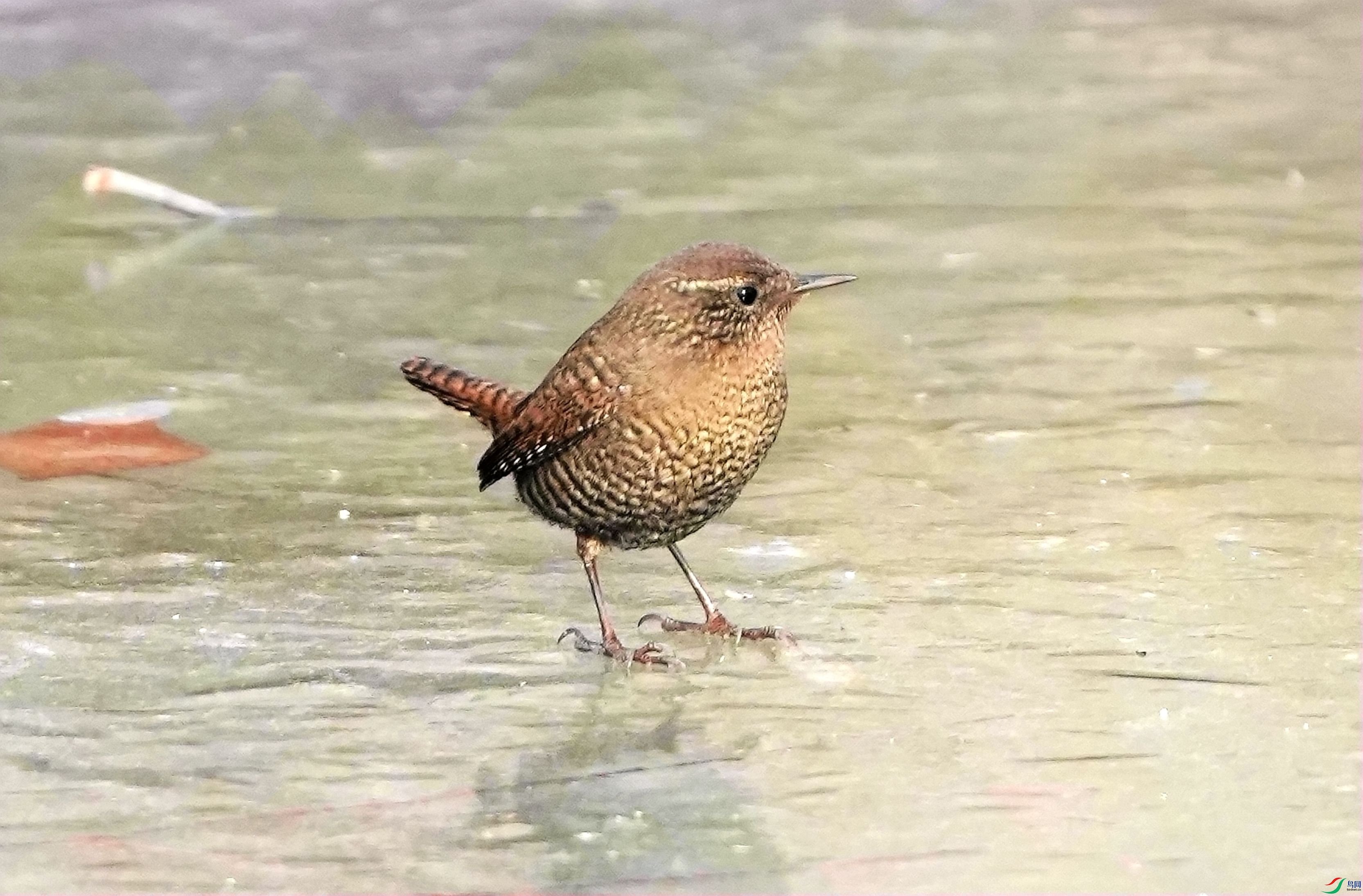 �������DSC01088_����.jpg