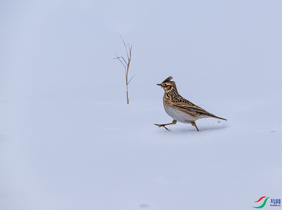 DSC_2783 --2.jpg
