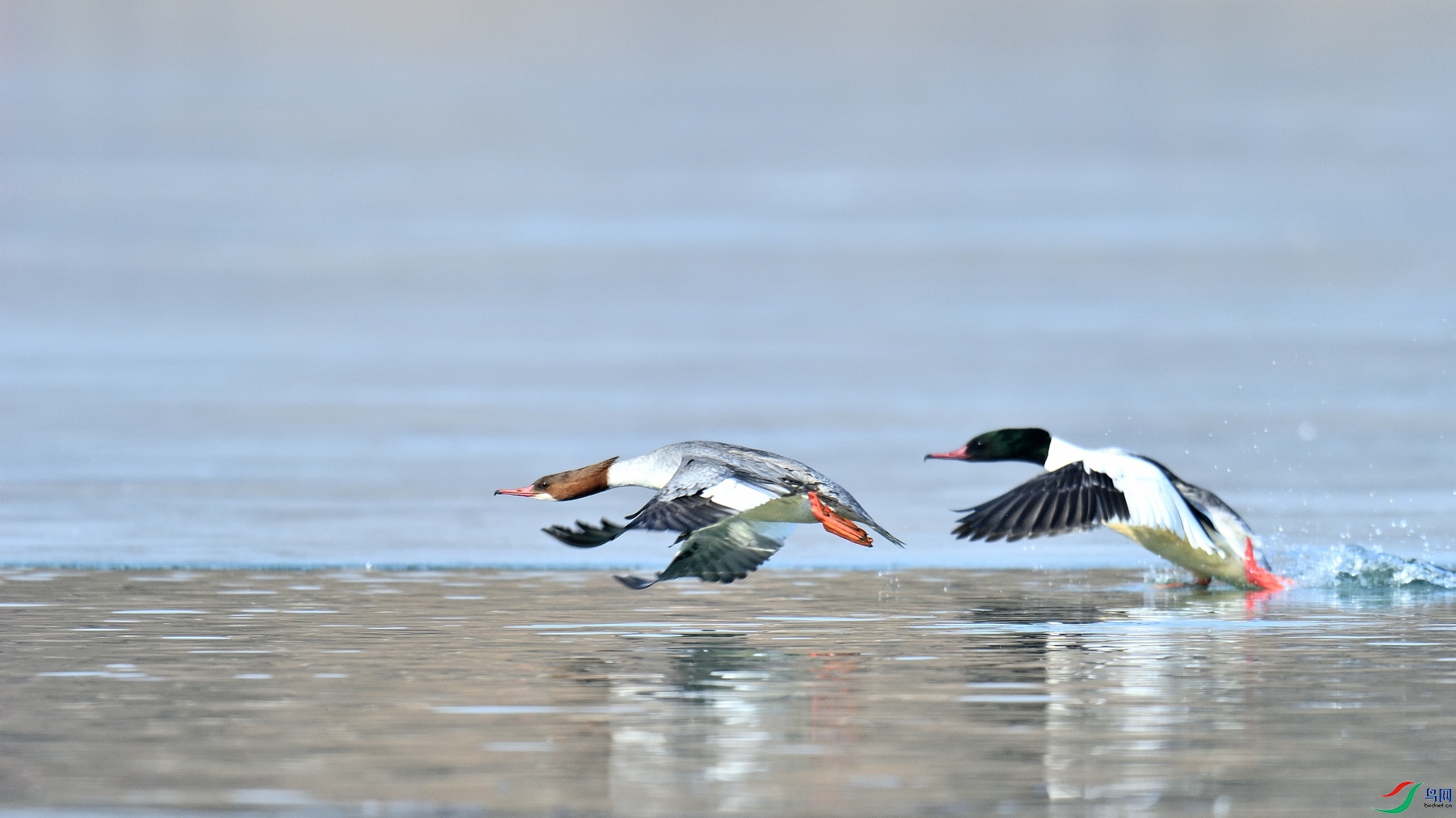 DSC_5011.JPG