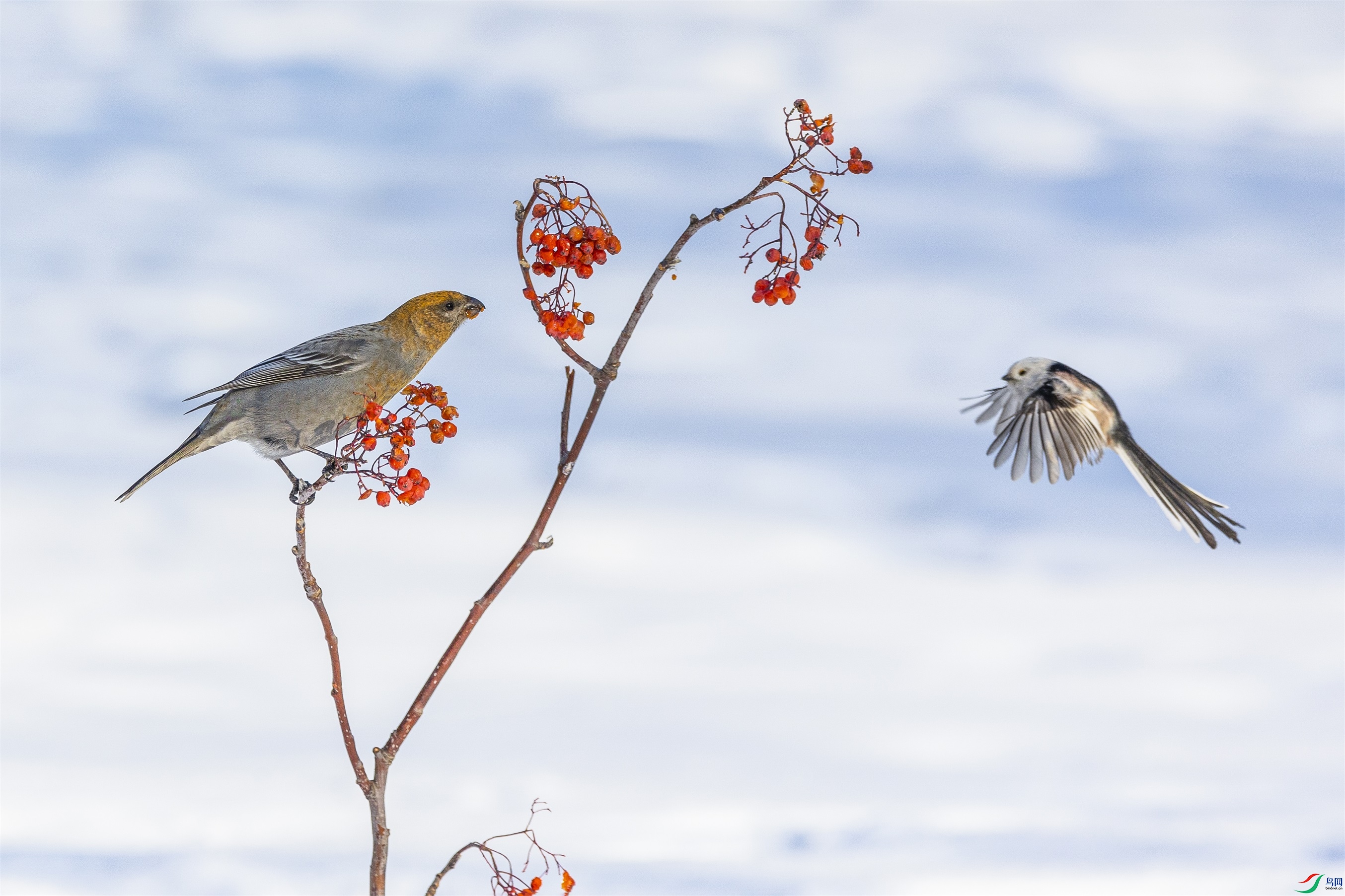 1K3A1106 ����1(1).jpg