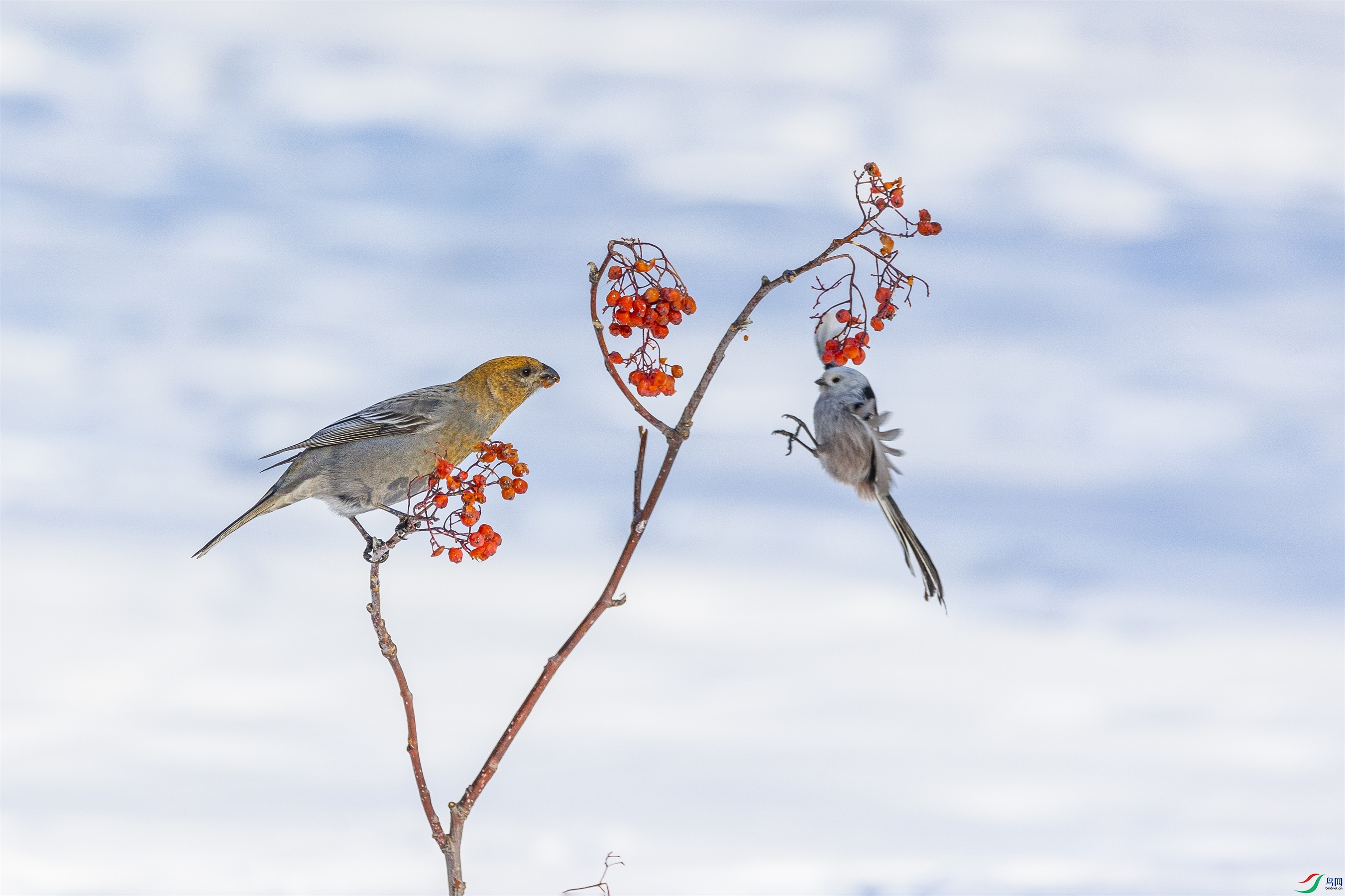 1K3A1108 ����1.jpg