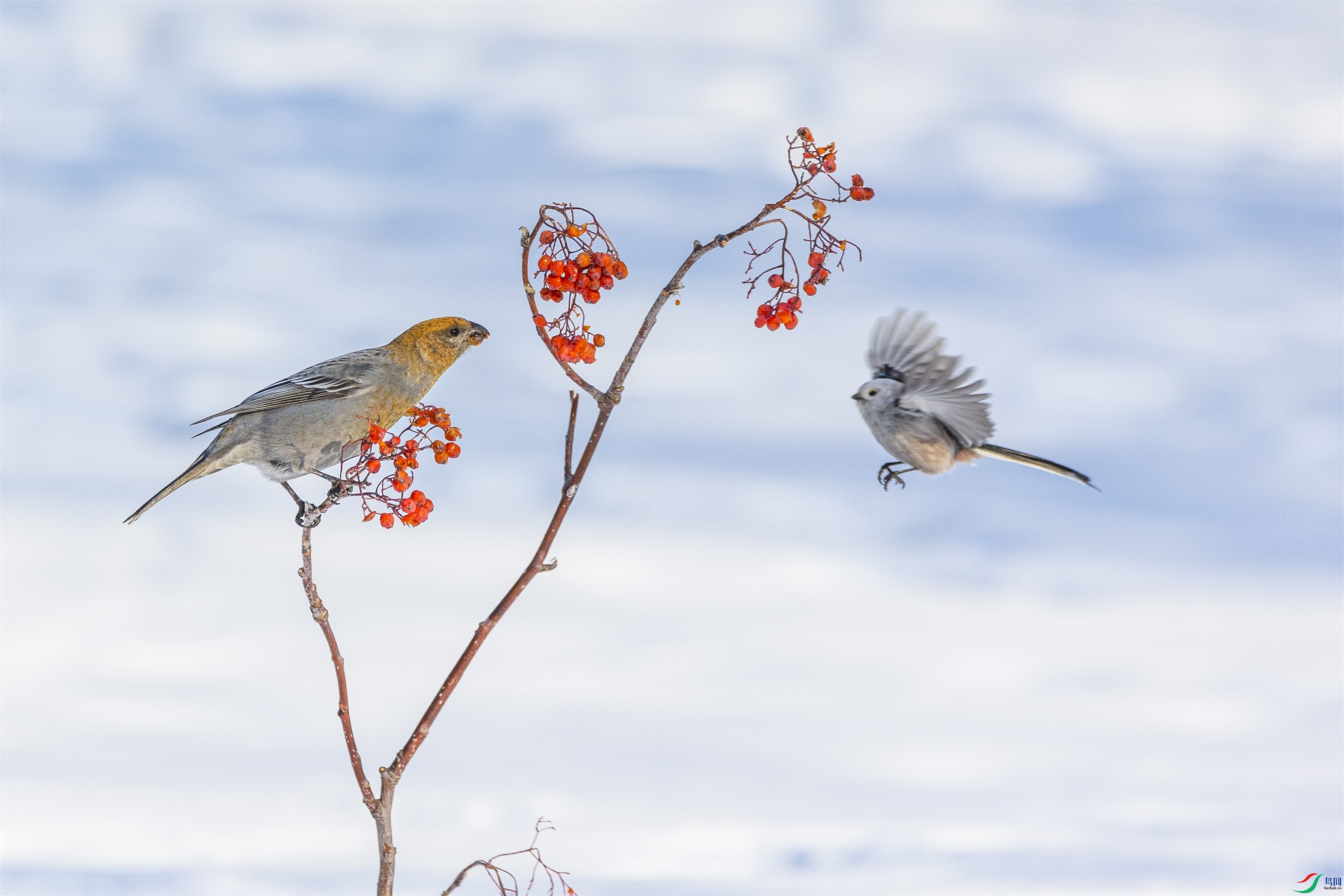 1K3A1107 ����1.jpg